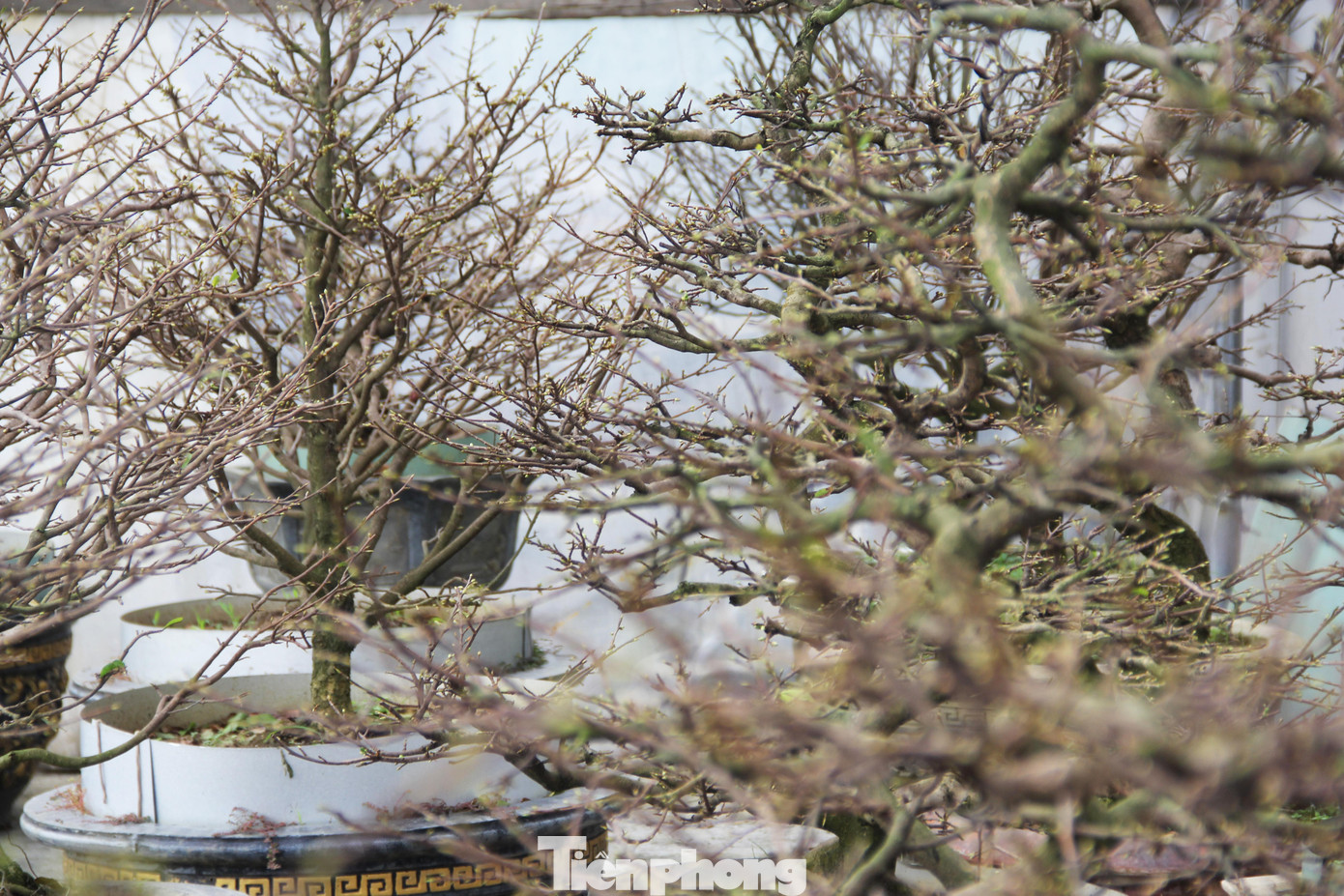 Hơn 20 ngày Đà Nẵng giãn cách hoàn toàn, các chủ vườn không thể chăm sóc thường xuyên khiến nhiều chậu mai bị sâu bệnh, không thể phát triển được.