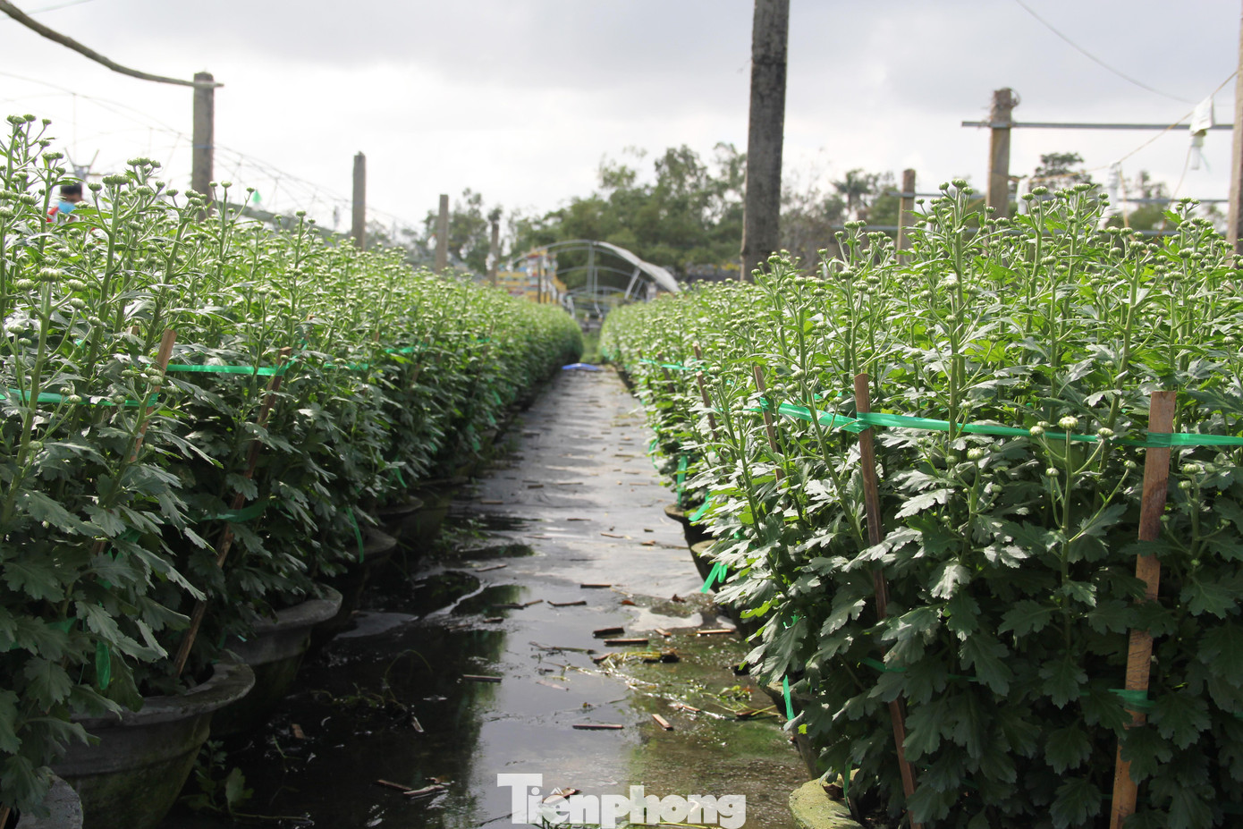 Vì dịch COVID-19, năm nay, gia đình bà Thảo chỉ xuống giống 500 chậu cúc, bằng một nửa năm ngoái. Trồng ít nhưng bà vẫn lo không bán được. “Tầm này mọi năm, thương lái đã tới tấp điện thoại để đặt hàng, người đến tận vườn xem cúc cũng tấp nập”, bà Thảo nói.