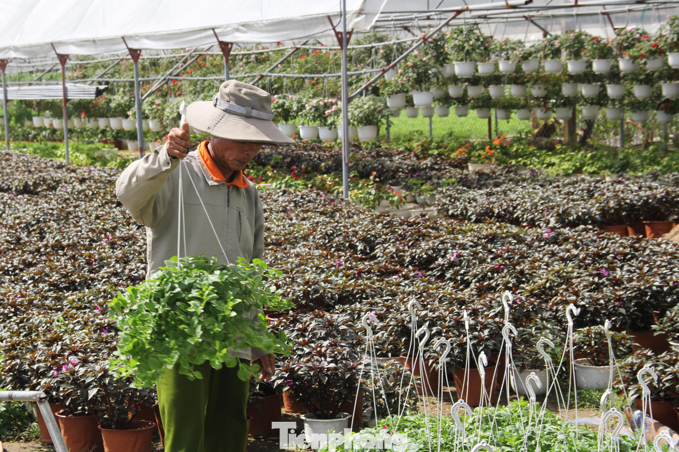 Cả thôn Dương Sơn có 23 hộ trồng hoa phục vụ Tết Nguyên Đán Nhâm Dần. Năm nay, dù đa phần các chủ vườn đều giảm số lượng xuống giống vì dự đoán sức mua giảm nhưng ai cũng lo hoa "ế".