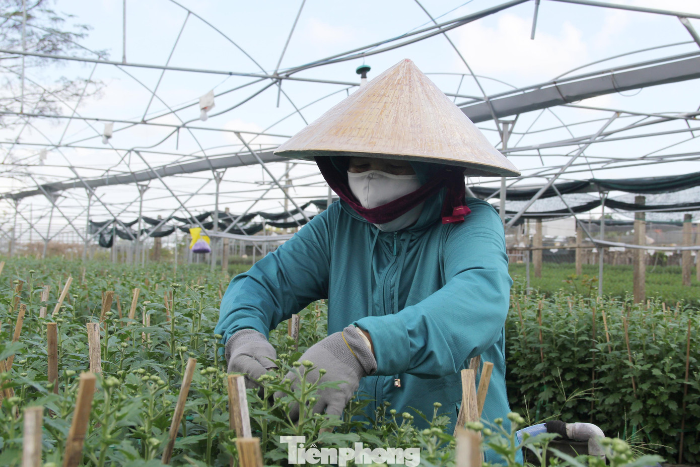 Mỗi ngày, bà Thảo thuê nhân công ngắt nụ, mỗi ngày công 250 nghìn đồng/người. Công việc kéo dài cả 10 ngày, nửa tháng. Đầu ra của vườn cúc phập phồng, các khoản chi phí giống, chăm bón, thuê nhân công… dần trở thành nỗi lo “mất Tết” của gia đình bà Thảo.