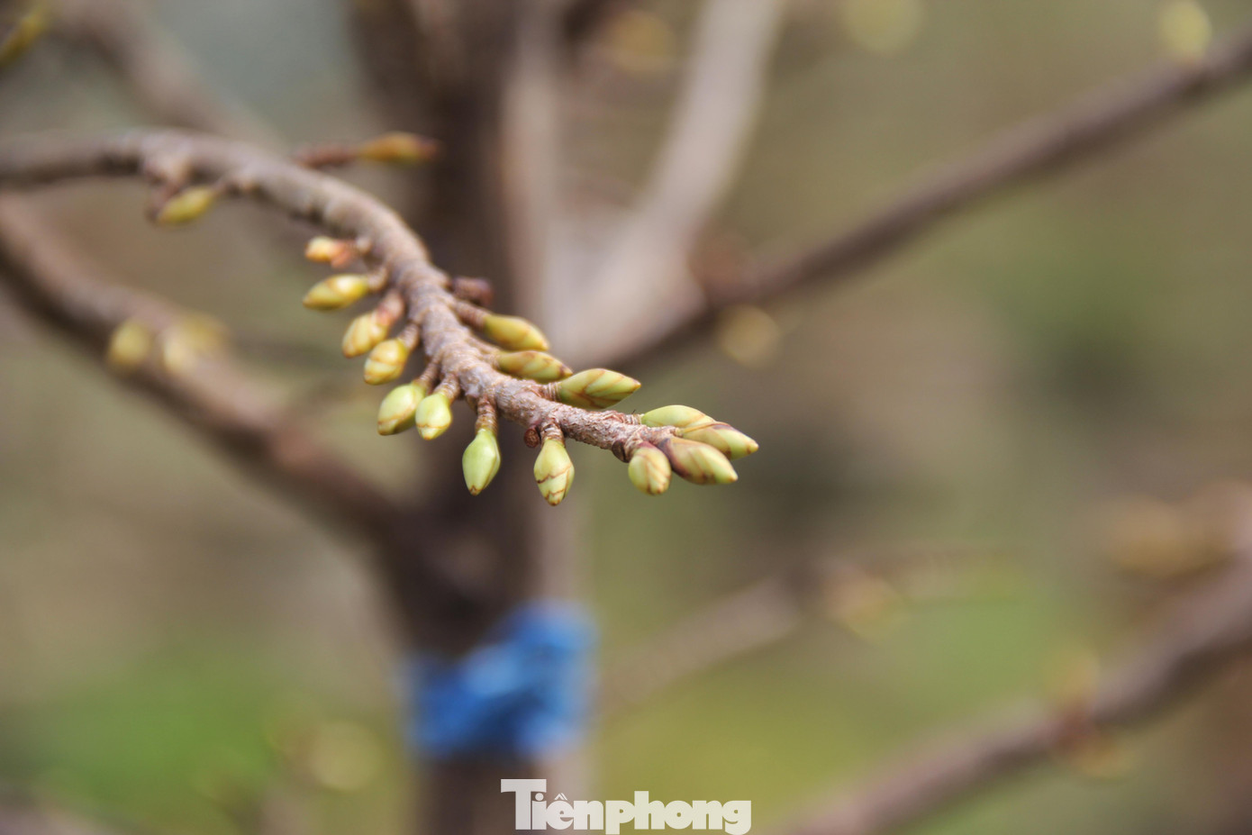Thời điểm này năm ngoái, các đơn vị, công ty, nhà hàng, cơ quan thuê mai, mua mai đều đã đặt cọc, chốt giá. Năm nay, thời tiết khá thuận lợi, mai sẽ nở rộ đúng dịp Tết Nguyên đán. Tuy nhiên, các nhà vườn lại như “ngồi trên đống lửa” khi chưa thấy đầu ra.