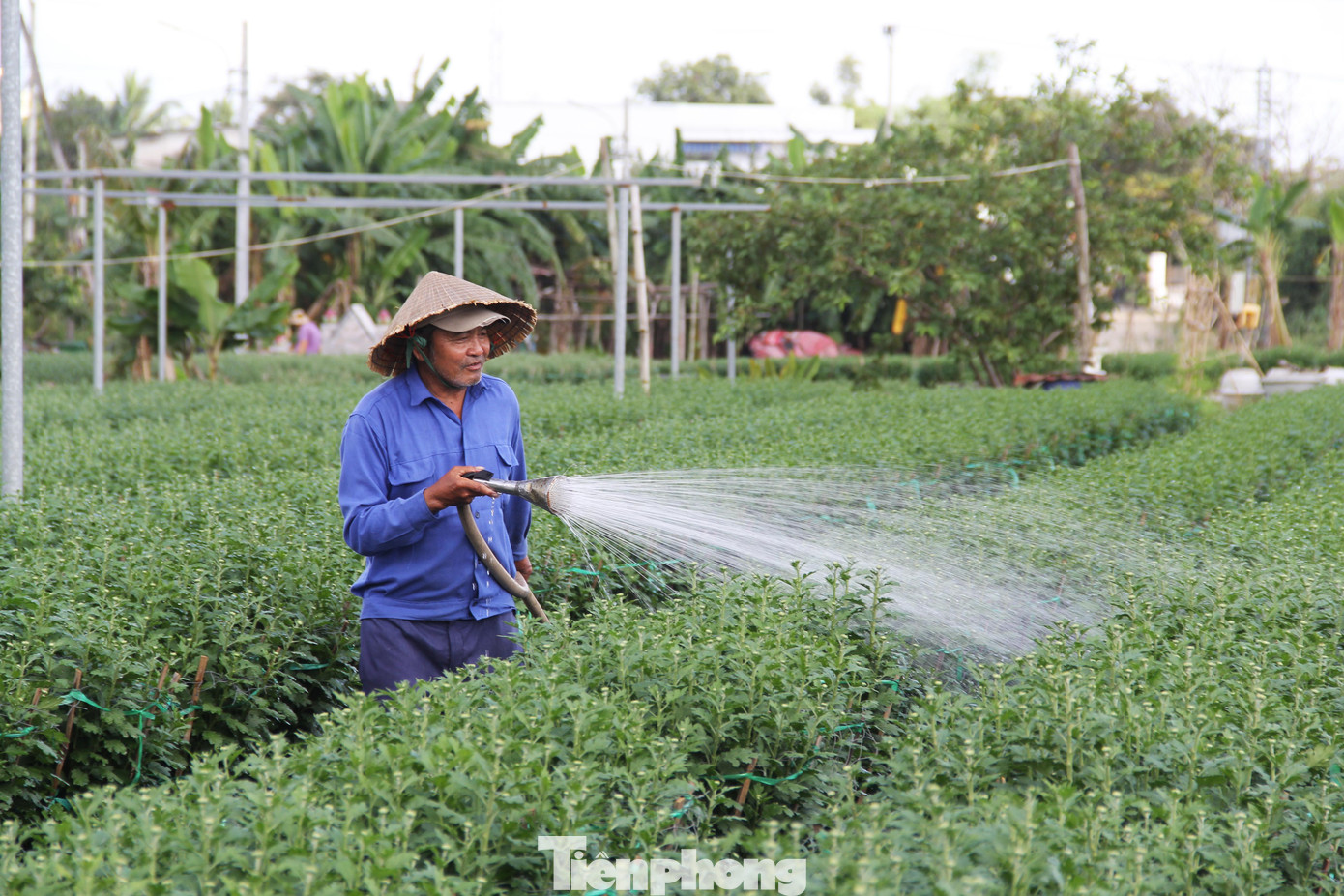 Chỉ dám xuống giống một nửa số chậu cúc so với năm ngoái nhưng ông Lý Phước A – một chủ vườn khác – cũng lo lắng. “Năm nay, chi phí chăm sóc “đội” lên cao mà chờ mãi vẫn không thấy bóng thương lái. Như mai, đào còn để chăm sang năm bán, chứ cúc mà không bán Tết được chỉ có đem đổ bỏ”, ông A than.