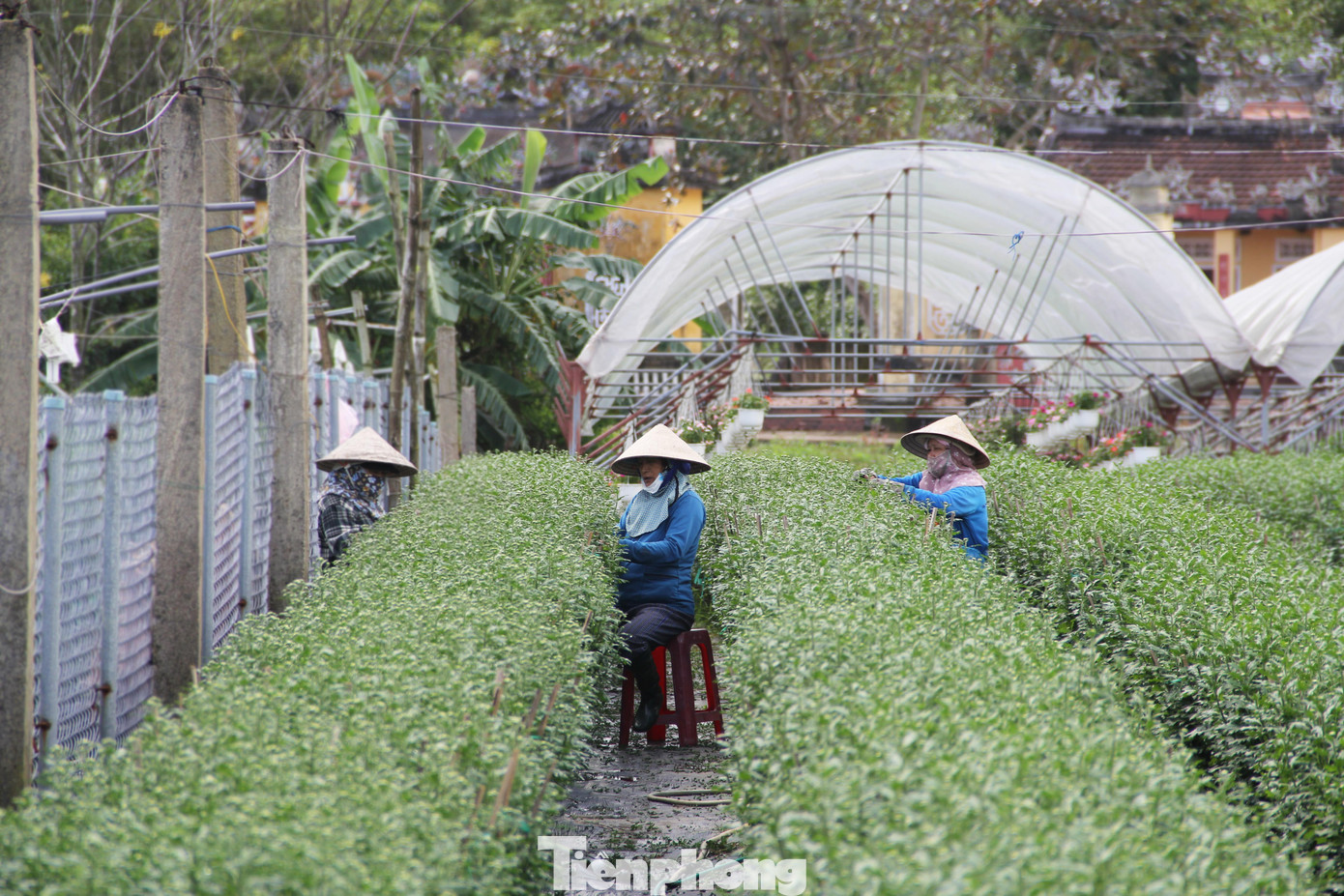 Khác với khung cảnh tấp nập, nhộn nhịp những năm trước, những vườn cúc chỉ lác đác vài nhân công lặt lá, ngắt nụ.