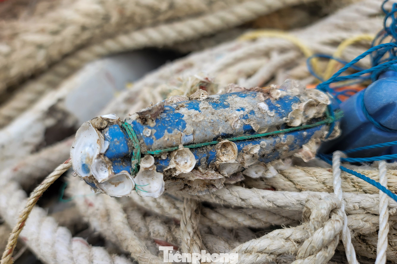 Ông Trần Xuân Thắng, Phó Giám đốc Phụ trách Trung tâm Văn hóa - Điện ảnh TP. Đà Nẵng, cho biết triển lãm Ký ức khắc họa những giá trị văn hóa truyền thống và nét đặc trưng của làng chài, dòng chảy của Ký ức là dòng chảy văn hóa, cũng là dòng chảy sắc màu tươi sáng trong tiến trình “thay da đổi thịt” của thành phố bên sông Hàn.