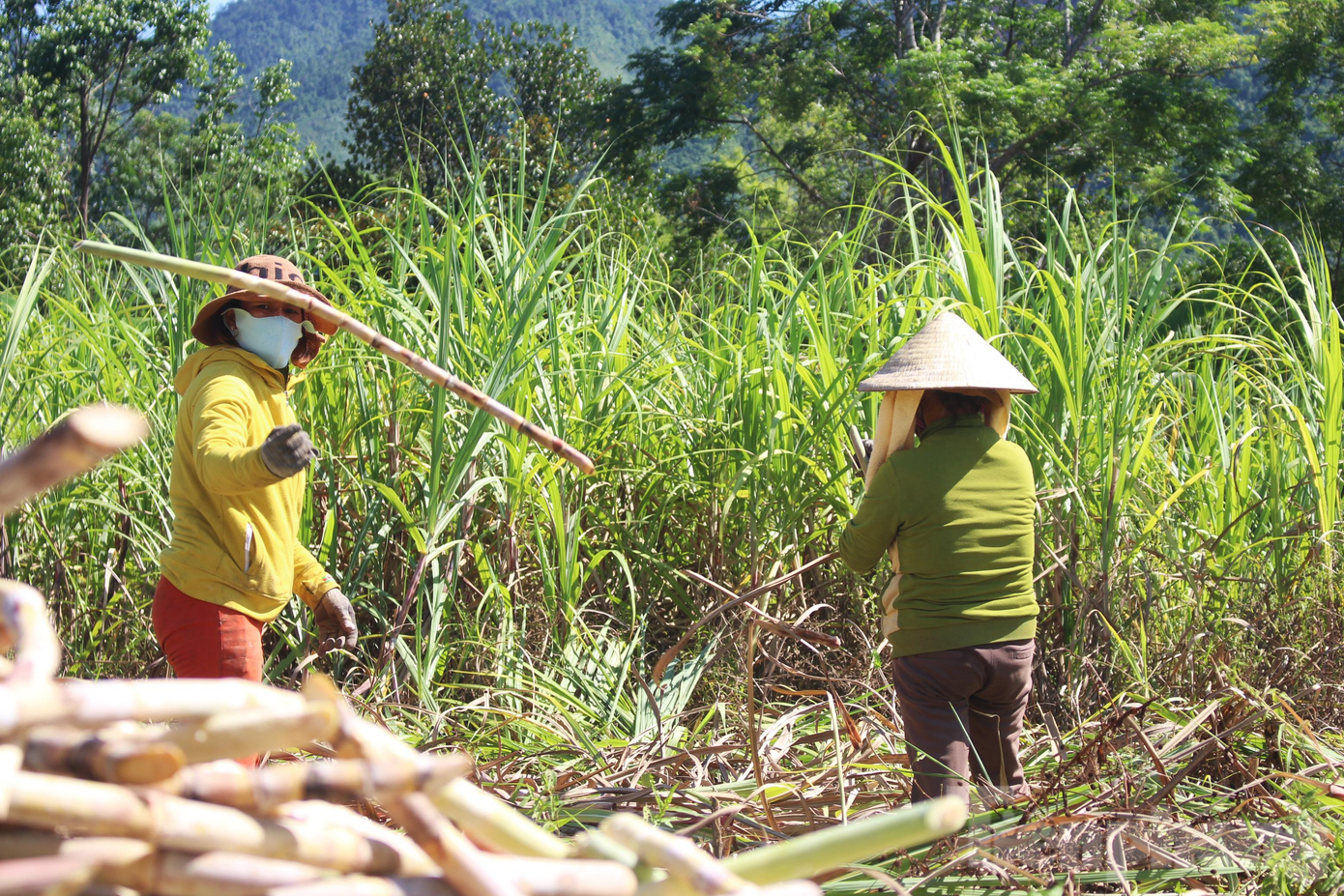 Trồng được gần 2 mẫu mía, hư hại hết 1/5, vụ mía này gia đình anh Dũng cũng chỉ lấy công làm lời. "Cuối năm ngoái, lụt kéo dài khiến mía ngâm nước cả tháng trời nên chất lượng vụ này không cao. Dịch bệnh khiến cho việc tiêu thụ mía cũng bị ảnh hưởng", anh Dũng nói. Trồng được gần 2 mẫu mía, hư hại hết 1/5, vụ mía này gia đình anh Dũng cũng chỉ lấy công làm lời. "Cuối năm ngoái, lụt kéo dài khiến mía ngâm nước cả tháng trời nên chất lượng vụ này không cao. Dịch bệnh khiến cho việc tiêu thụ mía cũng bị ảnh hưởng", anh Dũng nói.