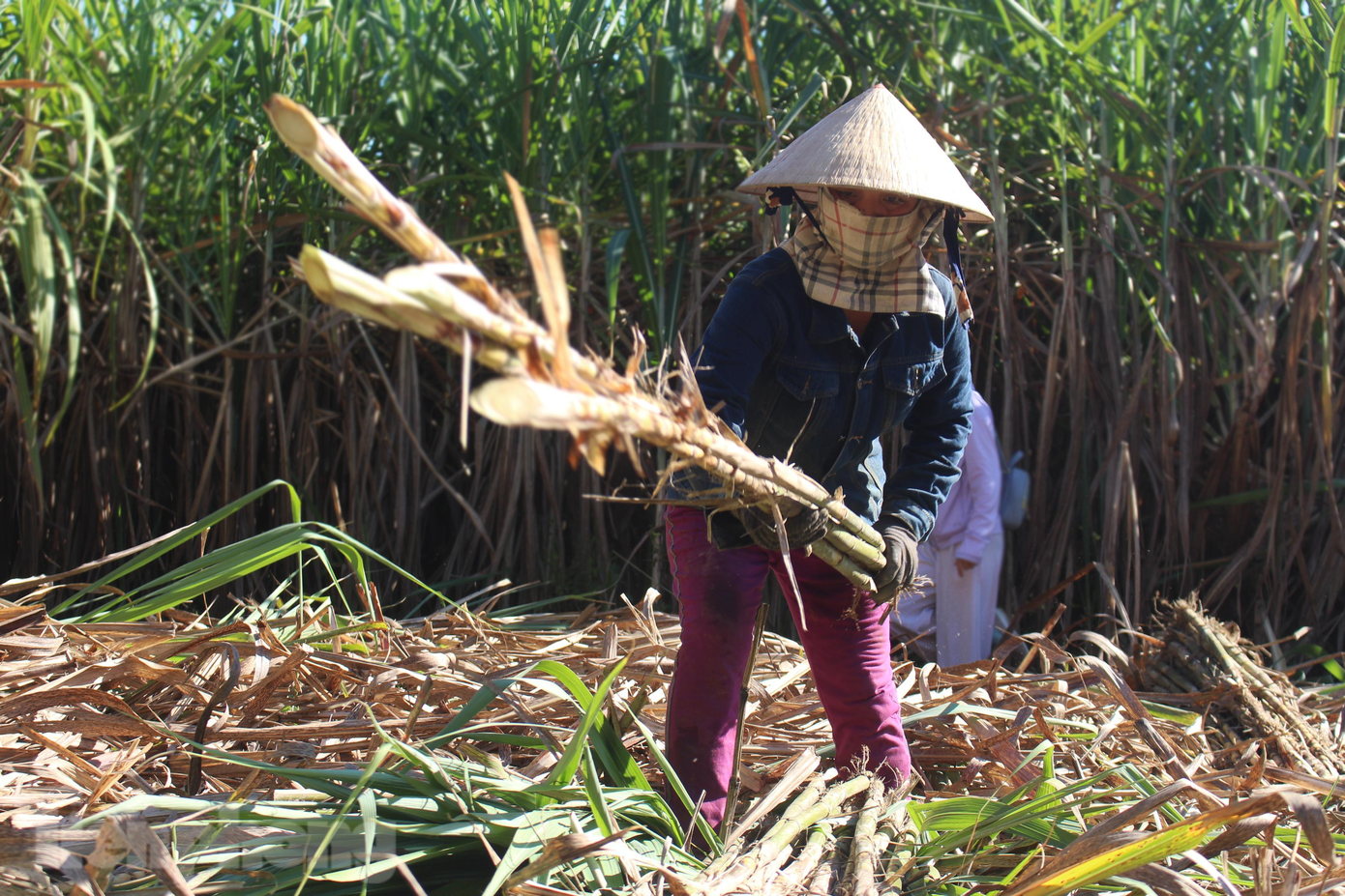 Năm nay, mía Hòa Bắc thấp, nhỏ do ảnh hưởng của đợt lụt cuối năm 2020; cùng với đó, tình hình dịch bệnh kéo dài khiến người trồng mía gặp khó trong tiêu thụ. "Vì tự bỏ mối cho các bạn hàng quen nên nhà tui bán cũng được 70 nghìn đồng/bó. Chứ nếu thương lái thu mua, có khi chỉ được 40.000 đồng đến 50.000 đồng/bó, mà phải mía đẹp mới có giá đó", chị Hay nói. Năm nay, mía Hòa Bắc thấp, nhỏ do ảnh hưởng của đợt lụt cuối năm 2020; cùng với đó, tình hình dịch bệnh kéo dài khiến người trồng mía gặp khó trong tiêu thụ. "Vì tự bỏ mối cho các bạn hàng quen nên nhà tui bán cũng được 70 nghìn đồng/bó. Chứ nếu thương lái thu mua, có khi chỉ được 40.000 đồng đến 50.000 đồng/bó, mà phải mía đẹp mới có giá đó", chị Hay nói.