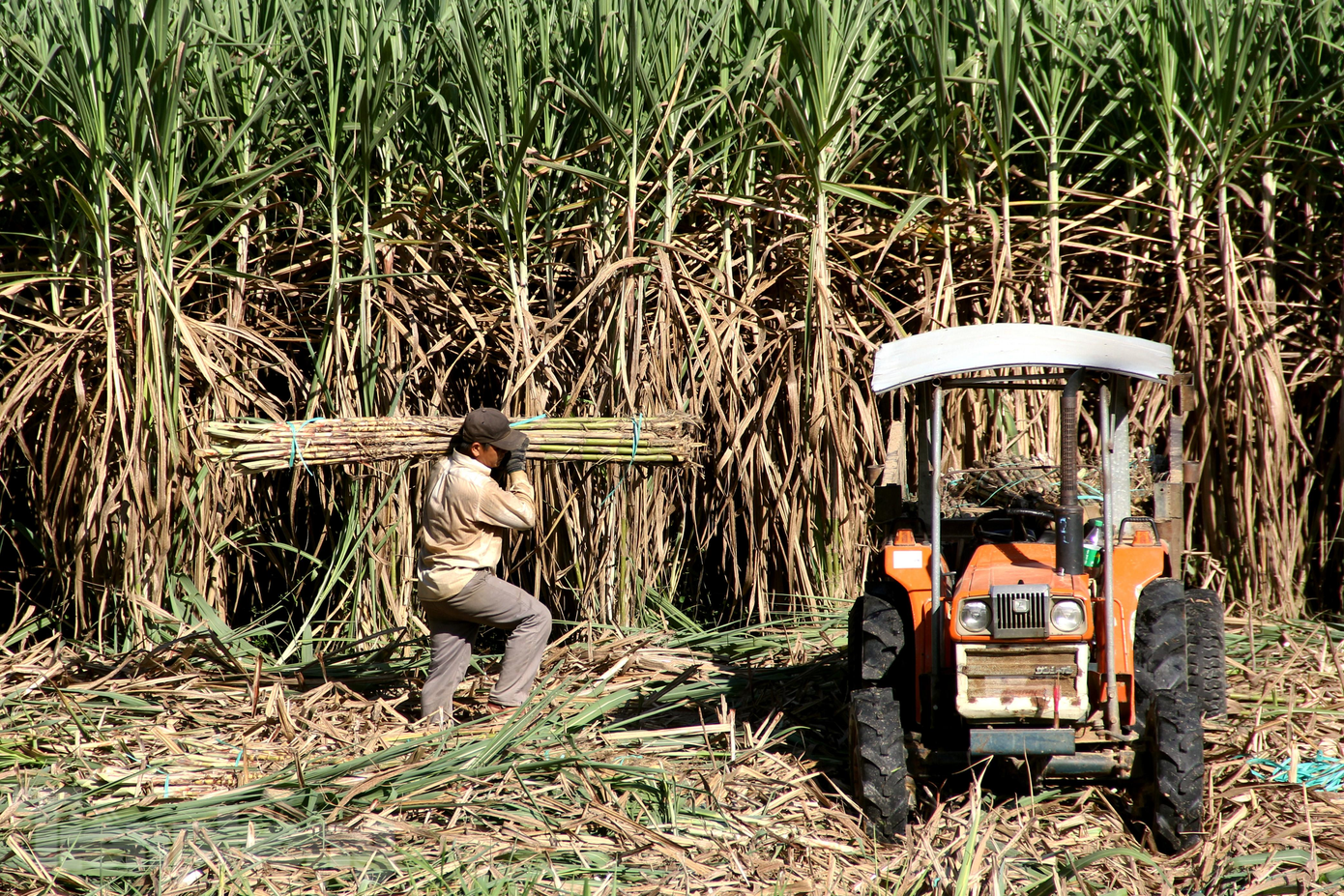 Sáng sớm, những cánh đồng mía ở xã Hòa Bắc (huyện Hòa Vang, Đà Nẵng) rộn ràng tiếng người, tiếng xe công nông. Nông dân tranh thủ trời còn chưa nắng gắt để thu hoạch mía. Mía ở Hòa Bắc được thu mua để cung cấp cho các cửa hàng nước mía giải khát trên khắp thành phố. Ảnh: Giang Thanh Sáng sớm, những cánh đồng mía ở xã Hòa Bắc (huyện Hòa Vang, Đà Nẵng) rộn ràng tiếng người, tiếng xe công nông. Nông dân tranh thủ trời còn chưa nắng gắt để thu hoạch mía. Mía ở Hòa Bắc được thu mua để cung cấp cho các cửa hàng nước mía giải khát trên khắp thành phố. Ảnh: Giang Thanh