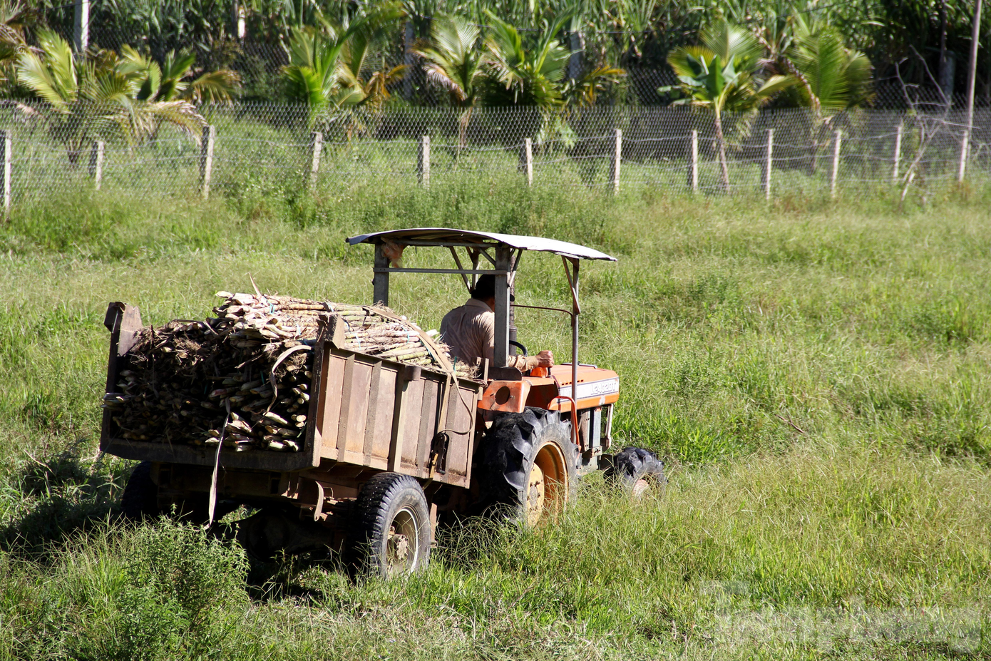 Ông Trương Thanh Nhân, Phó Chủ tịch UBND xã Hòa Bắc cho biết, vụ hè thu năm nay, toàn xã trồng 120ha mía ép nước, trong đó còn 70ha chưa được thu hoạch. Tổng sản lượng mía khoảng 2.000 - 2.500 tấn, dự kiến kết thúc thu hoạch vào cuối tháng 8/2021. Ông Trương Thanh Nhân, Phó Chủ tịch UBND xã Hòa Bắc cho biết, vụ hè thu năm nay, toàn xã trồng 120ha mía ép nước, trong đó còn 70ha chưa được thu hoạch. Tổng sản lượng mía khoảng 2.000 - 2.500 tấn, dự kiến kết thúc thu hoạch vào cuối tháng 8/2021.