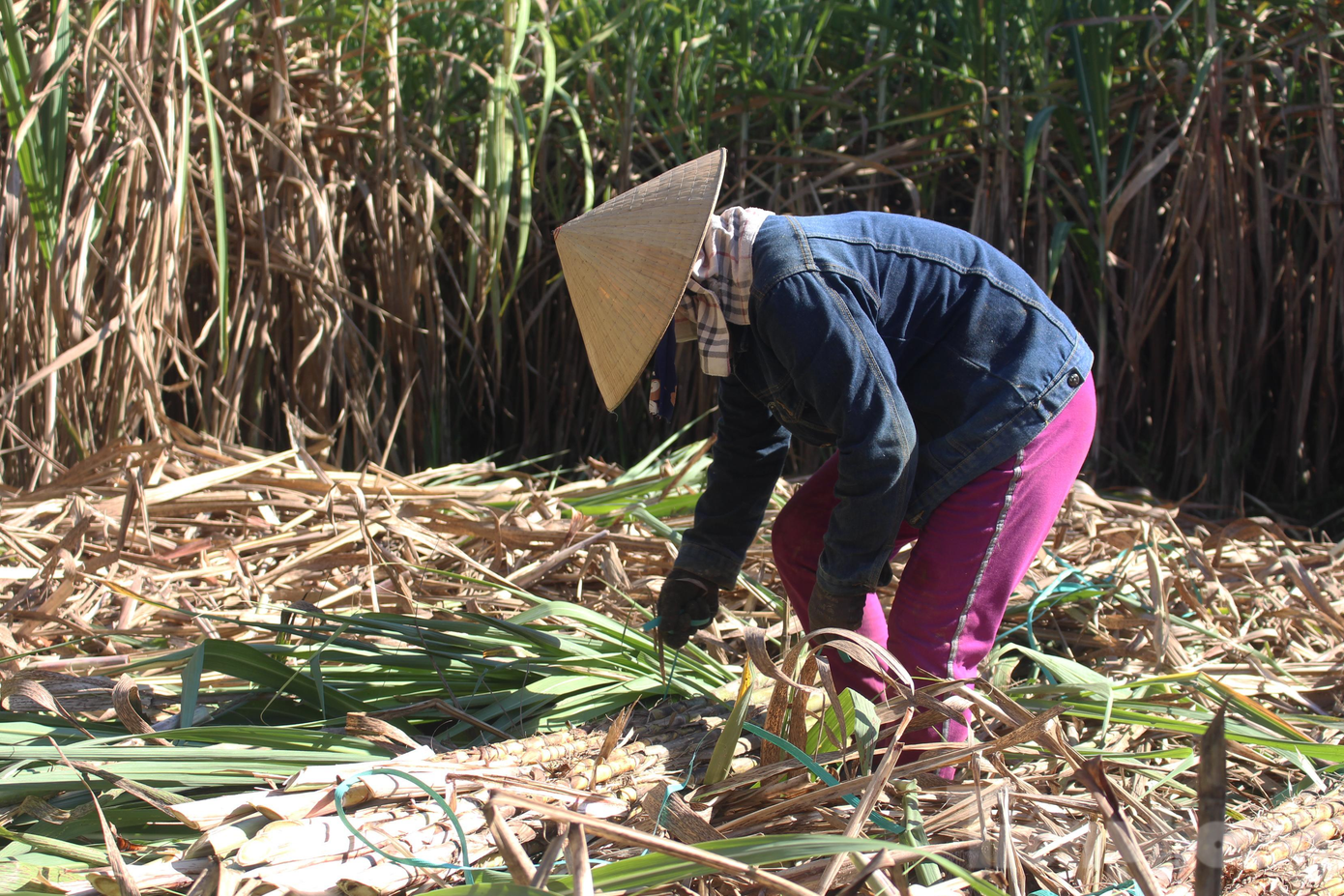 Theo ông Lê Minh Tuấn, Chủ tịch Hội Nông dân xã Hòa Bắc, để hỗ trợ đầu ra cho nông dân trồng mía, thông qua kênh của Hội Nông dân thành phố, Hội Nông dân xã đã kêu gọi ủng hộ mua mía ép đóng chai với giá 20.000 đồng/1,5l. Theo ông Lê Minh Tuấn, Chủ tịch Hội Nông dân xã Hòa Bắc, để hỗ trợ đầu ra cho nông dân trồng mía, thông qua kênh của Hội Nông dân thành phố, Hội Nông dân xã đã kêu gọi ủng hộ mua mía ép đóng chai với giá 20.000 đồng/1,5l.