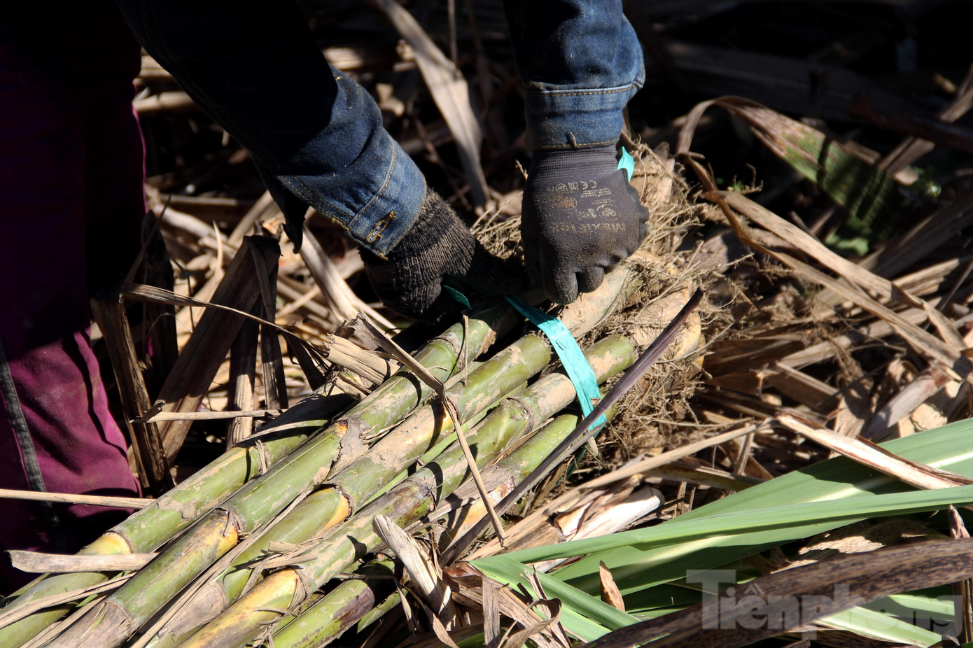 "Hiện, chúng tôi đã nhận được những đơn đặt hàng đầu tiên. Hội sẽ phân phối số lượng đến cho từng hộ để các hộ ép mía, đóng chai và giao tận nơi cho khách đặt hàng. Đây là giải pháp trước mắt để hỗ trợ nông dân trồng mía trên địa bàn", ông Tuấn nói. "Hiện, chúng tôi đã nhận được những đơn đặt hàng đầu tiên. Hội sẽ phân phối số lượng đến cho từng hộ để các hộ ép mía, đóng chai và giao tận nơi cho khách đặt hàng. Đây là giải pháp trước mắt để hỗ trợ nông dân trồng mía trên địa bàn", ông Tuấn nói.