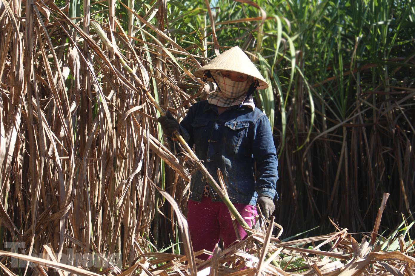 Đã vào chính vụ, nhưng năm nay những cánh đồng mía ở Hòa Bắc lại vắng bóng thương lái do chất lượng không cao. Từ 4h sáng, hai vợ chồng chị Nguyễn Thị Hay (thôn An Định, xã Hòa Bắc, huyện Hòa Vang) hì hụi chặt mía để bỏ mối cho các cửa hàng nước mía là bạn hàng lâu năm. Đã vào chính vụ, nhưng năm nay những cánh đồng mía ở Hòa Bắc lại vắng bóng thương lái do chất lượng không cao. Từ 4h sáng, hai vợ chồng chị Nguyễn Thị Hay (thôn An Định, xã Hòa Bắc, huyện Hòa Vang) hì hụi chặt mía để bỏ mối cho các cửa hàng nước mía là bạn hàng lâu năm.