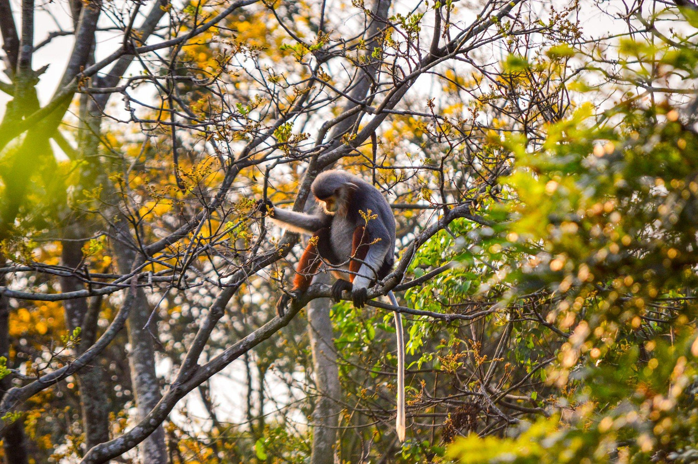 Những hàng cây độ 9 đến 10m cao với những tán hoa vàng rực khiến du khách đến đây vào mùa này choáng ngợp khi hít hà không khí trong lành của núi rừng, mùi mằn mặn của biển và những trận "mưa hoa" vàng rực.