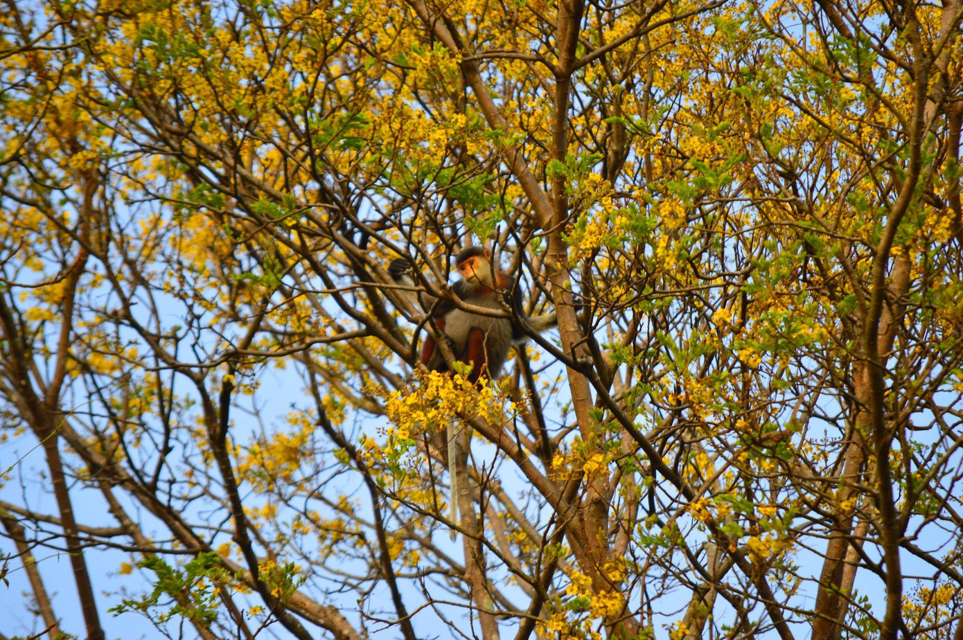 Những tán cây lim xẹt còn là nơi trú ngụ của đàn voọc chà vá chân nâu quý hiếm của bán đảo Sơn Trà.