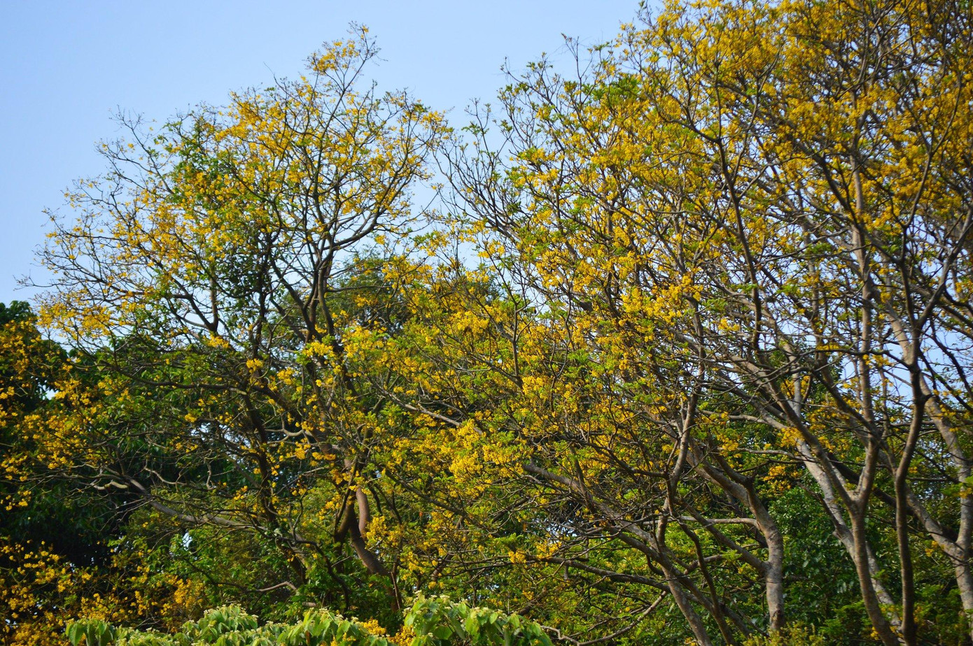 Hoa lim xẹt (hay còn gọi là điệp, muồng kim phượng, phượng vàng) ở bán đảo Sơn Trà thường bắt đầu nở vào cuối tháng Ba và kéo dài đến tận tháng Sáu.