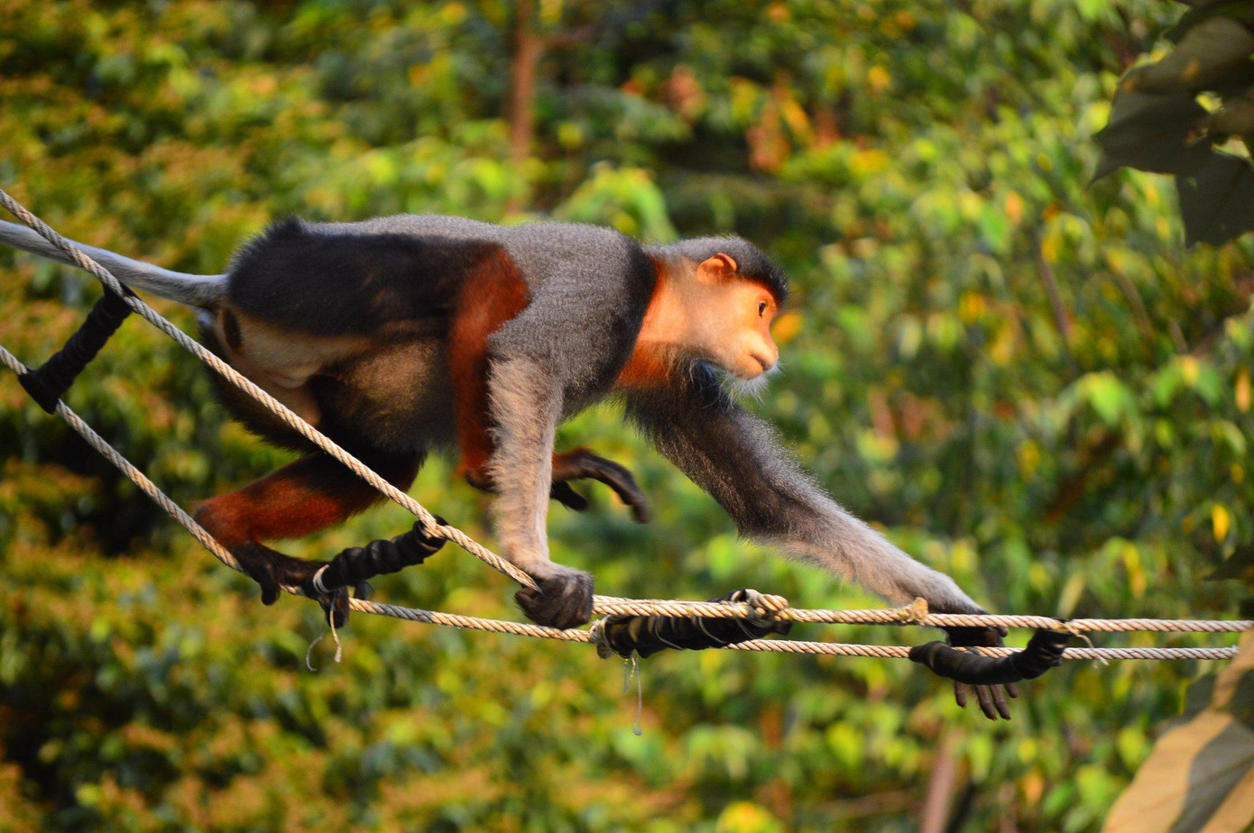 Cứ chiều chiều, khung cảnh đàn voọc chuyền cành trên những tán lim xẹt vàng rực để kiếm ăn thu hút đông đảo người dân, du khách và cả những tay máy đến đây để thưởng lãm.