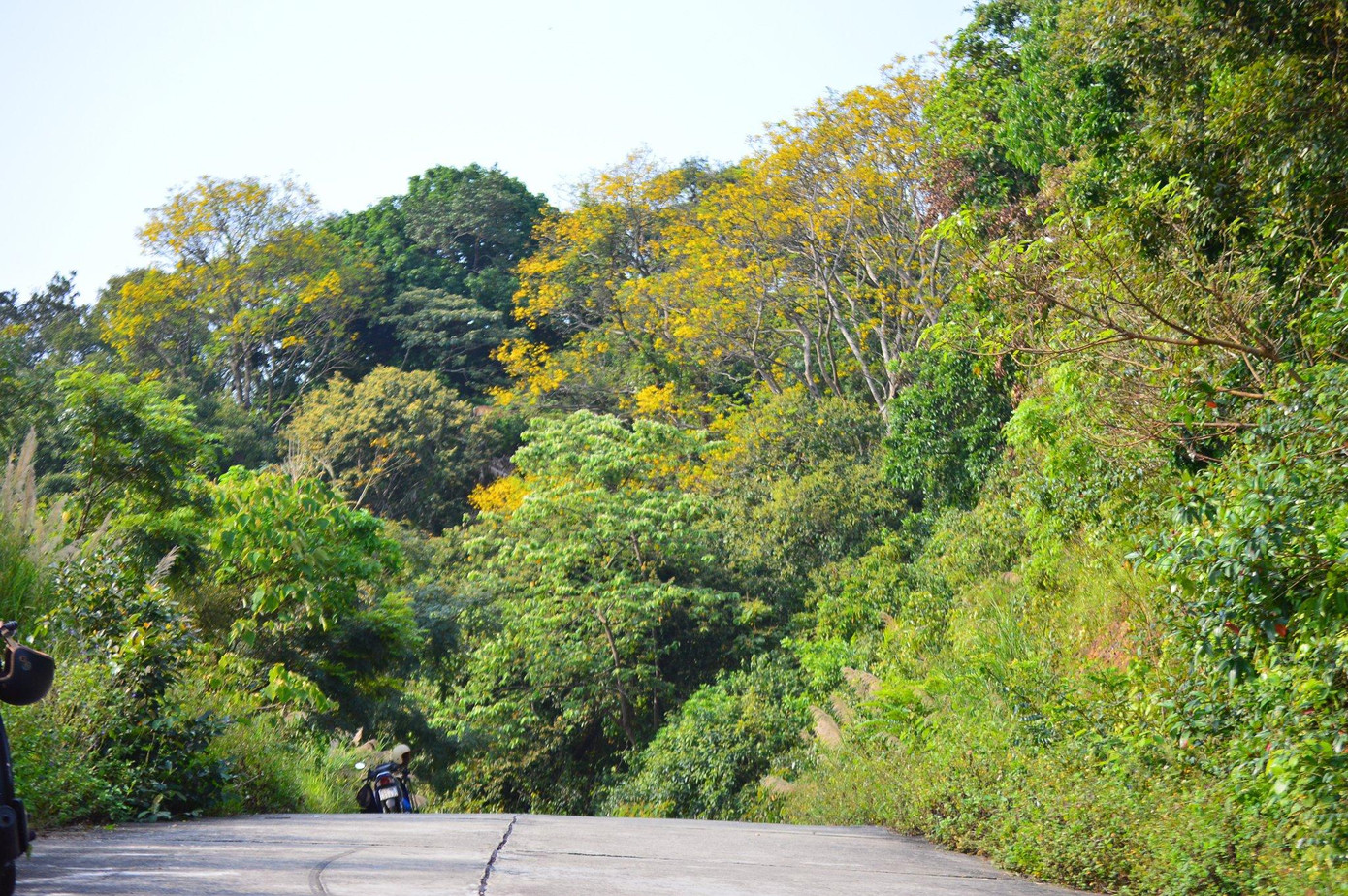 Dọc những con đường bê tông uốn lượn, những tán hoa vàng rực vươn ra che mát, núi chân những du khách "lạc" vào chốn này.