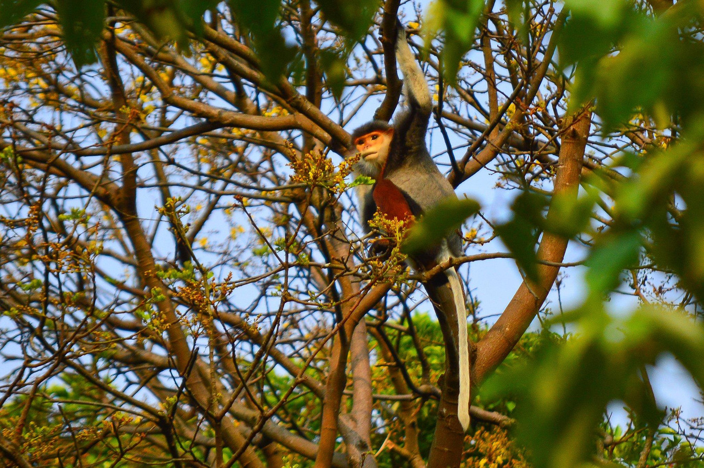 Theo thống kê, trên diện tích hơn 4,4 nghìn ha của Khu bảo tồn thiên nhiên Sơn Trà, có hơn 1300 cá thể voọc chà vá chân nâu sinh sống.