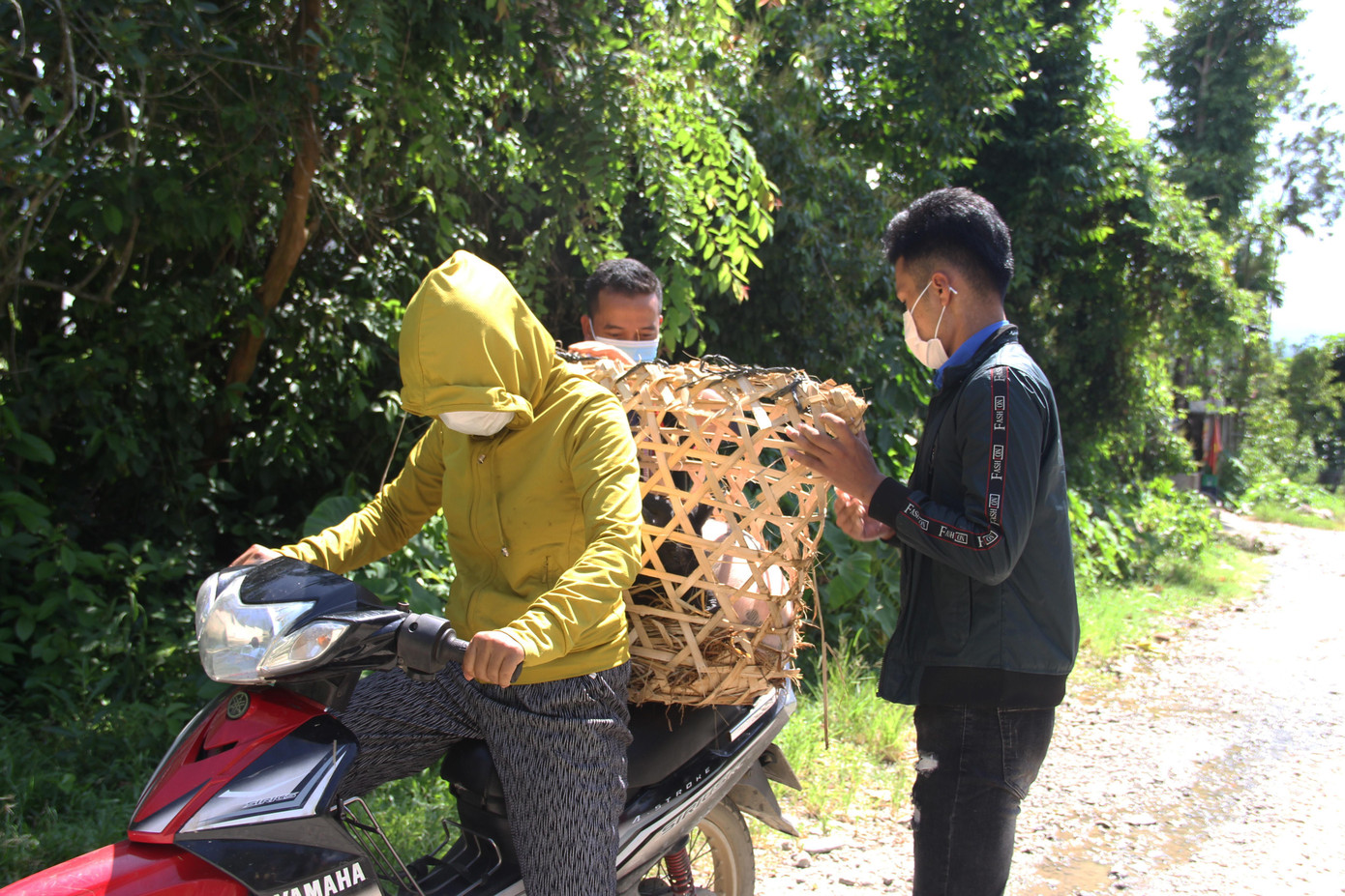 Do dịch tả heo châu Phi nên hầu hết các đàn heo ở thôn Tà Lang - Giàn Bí (xã Hòa Bắc) đều bị ảnh hưởng. Nguồn heo giống từ sự hỗ trợ của Thành Đoàn sẽ giúp các hộ tái đàn. Ảnh: Giang Thanh