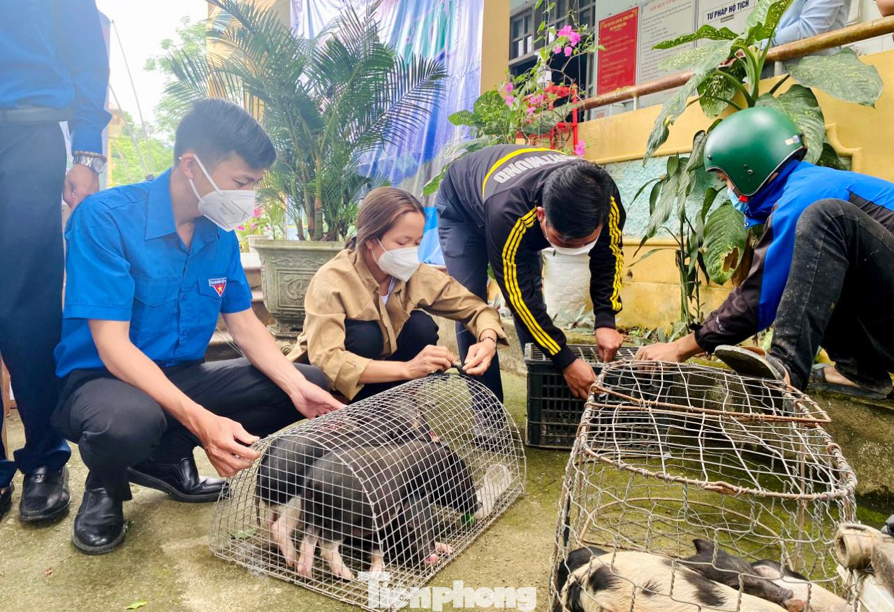Hơn 20 con heo giống được trao tặng sẽ giúp thanh niên dân tộc thiểu số khó khăn làm kinh tế Hơn 20 con heo giống được trao tặng sẽ giúp thanh niên dân tộc thiểu số khó khăn làm kinh tế