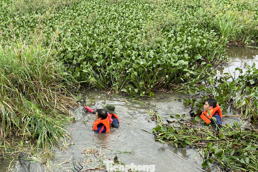Hoạt động dọn bèo, khơi thông dòng chảy diễn ra liên tục từ nay đến hết ngày 26/6. Các tình nguyện viên được phân chia theo từng ca sáng – chiều để nhanh chóng hoàn thành công việc.