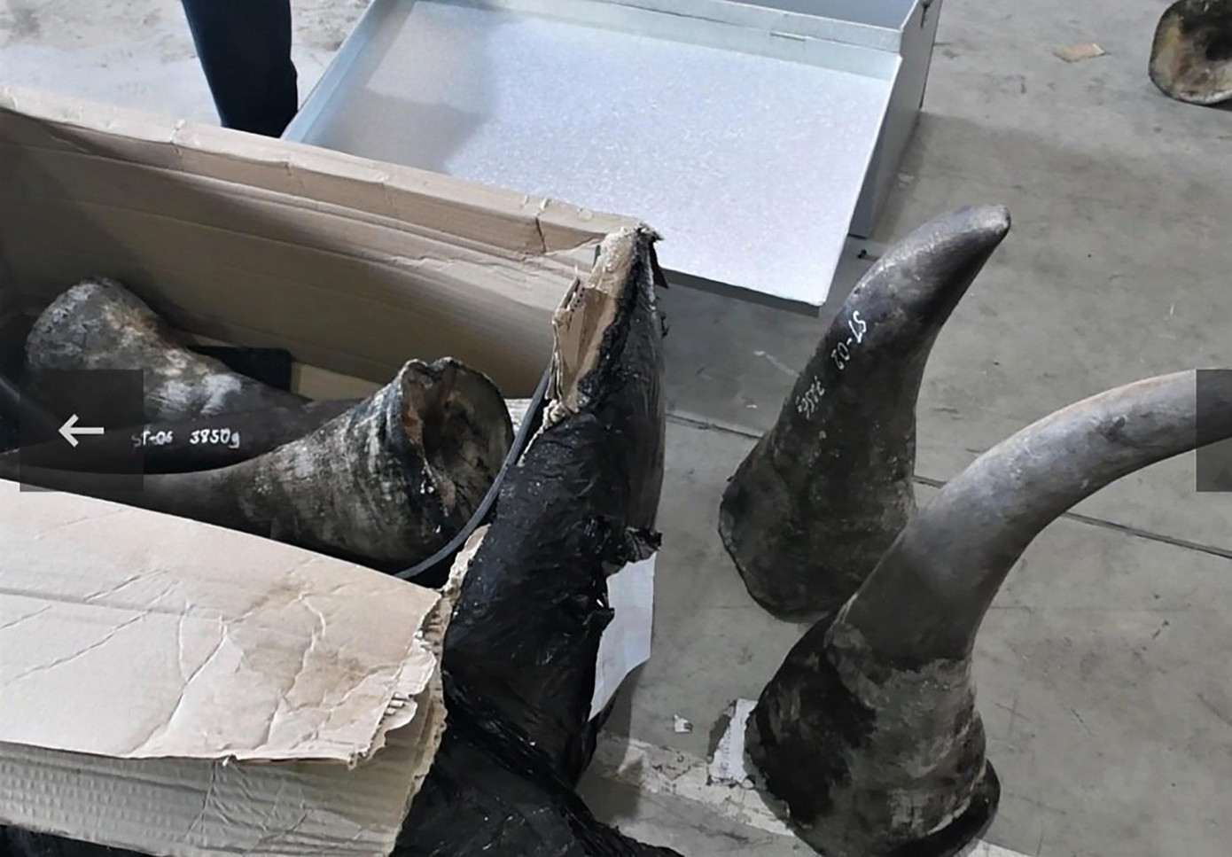 Thông qua một loạt công ty ma, các đối tượng nhập khẩu ngà voi, sừng tê... dưới vỏ bọc các container nhập khẩu hàng hoá