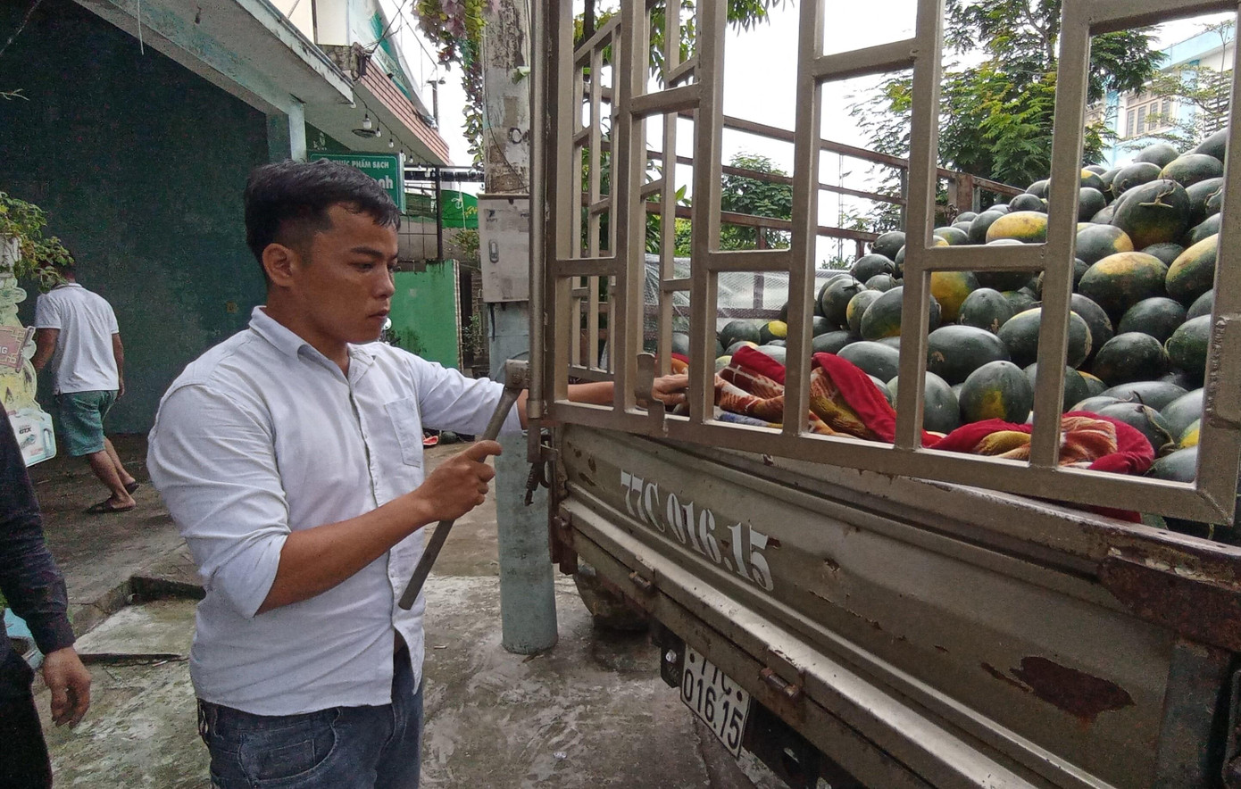 Đợt này, CLB "Máu nóng - Tim yêu thương" tổ chức điểm bán dưa hỗ trợ bà con nông dân các xã Đại Hồng, Đại Lãnh, Đại Quang (huyện Đại Lộc, tỉnh Quảng Nam)