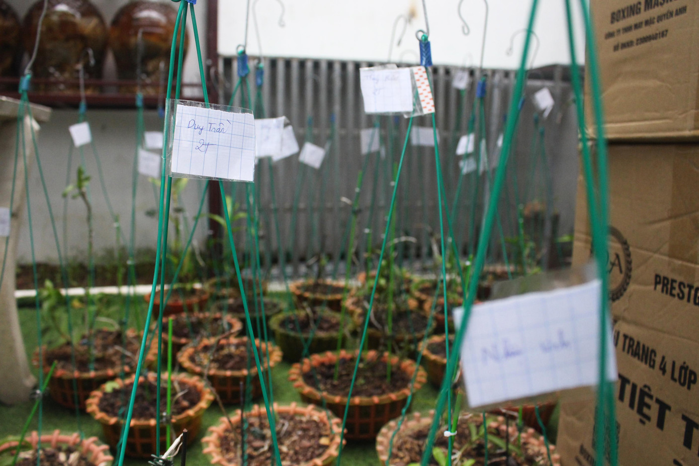 Các chậu lan đã được khách "chốt" sẽ được thay chậu, xếp vào một khu. Trên mỗi chậu ghi chú cẩn thận tên khách và giá trị của giò lan là bao nhiêu thùng nước, thùng mì... Các chậu lan đã được khách "chốt" sẽ được thay chậu, xếp vào một khu. Trên mỗi chậu ghi chú cẩn thận tên khách và giá trị của giò lan là bao nhiêu thùng nước, thùng mì...