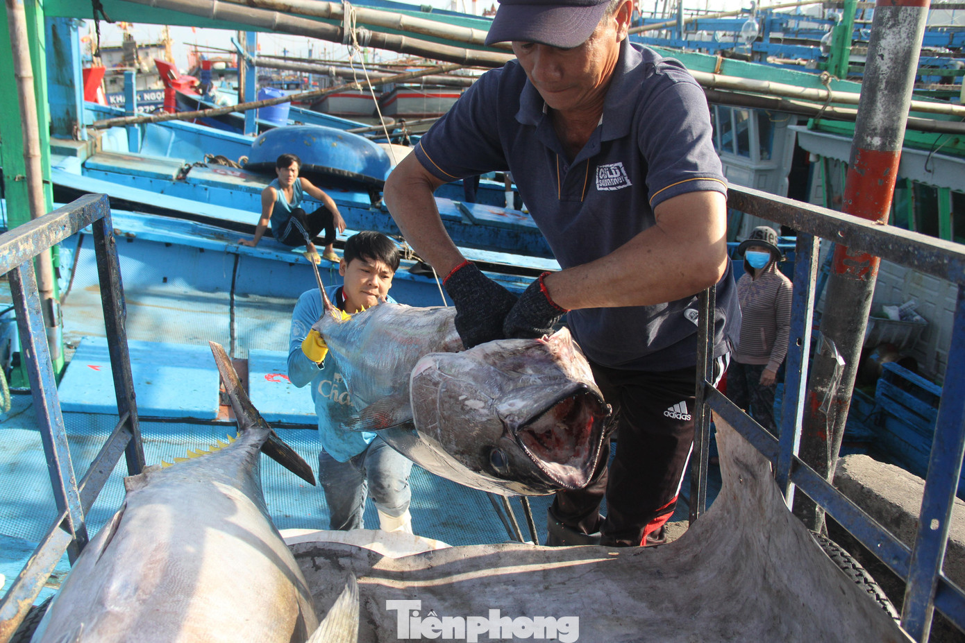 Thông qua các dự án của WPCPFC, Việt Nam được hỗ trợ kỹ thuật và công nghệ tiên tiến trong khai thác, bảo quản cá ngừ, cá kiếm; nhận được thông tin đầy đủ hơn về nguồn lợi thủy sản. Ảnh: Giang Thanh