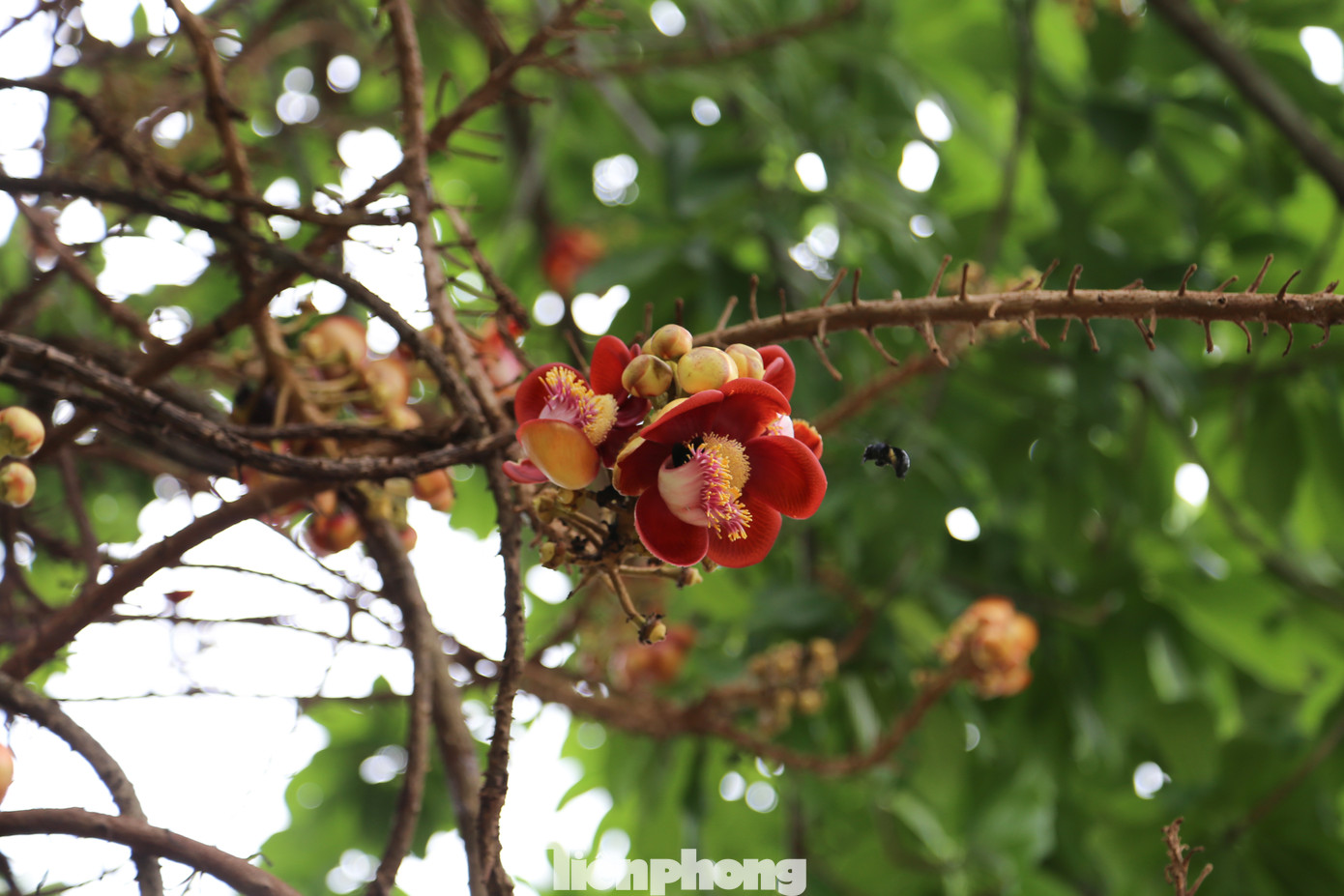Ngày nay, đến ngày giỗ tiền hiền hằng năm, đại diện chư phái tộc đều tề tựu về nhà thờ tiền hiền Phong Lệ để cúng tế tưởng nhớ, tri ân các bậc tiền nhân. Nhà thờ Tiền hiền là nơi thờ tự tổ tiên của gần 30 tộc họ, trong đó, có 17 tộc họ được tôn xưng là tiền hiền và hậu hiền.