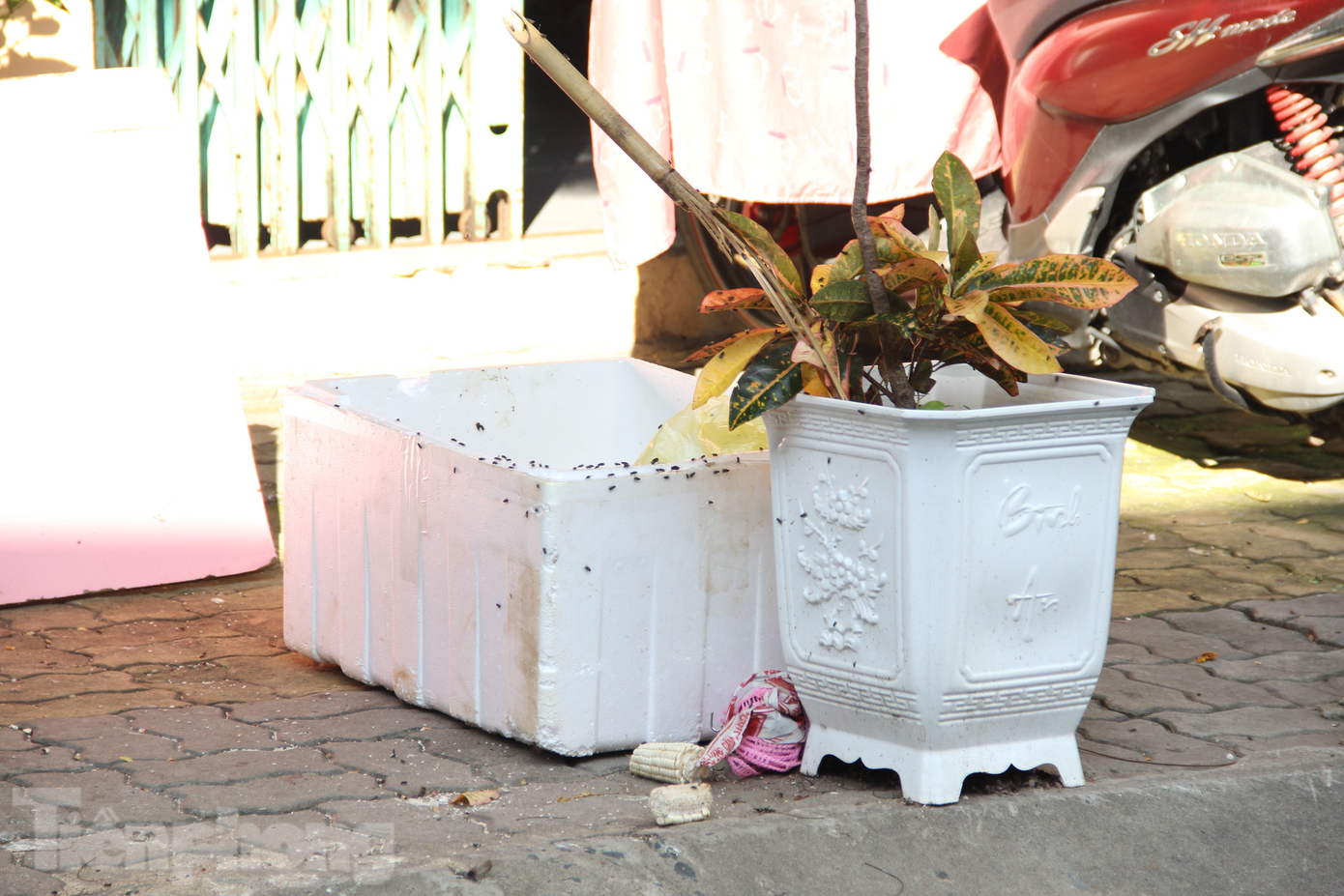 Mùi hôi thối khiến ruồi, nhặng, muỗi kéo đến, bu đầy trên các bề mặt, đồ đạc, đồ ăn... Người dân phải đóng cửa liên tục để tránh mùi hôi và ruồi nhặng Mùi hôi thối khiến ruồi, nhặng, muỗi kéo đến, bu đầy trên các bề mặt, đồ đạc, đồ ăn... Người dân phải đóng cửa liên tục để tránh mùi hôi và ruồi nhặng