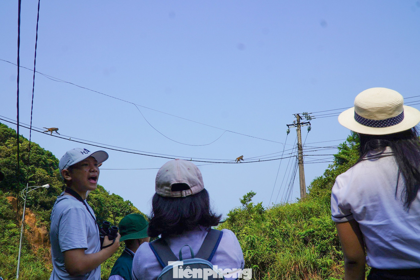 Khám phá các loài động, thực vật độc đáo ở Sơn Trà, đặc biệt là voọc chà vá chân nâu Khám phá các loài động, thực vật độc đáo ở Sơn Trà, đặc biệt là voọc chà vá chân nâu