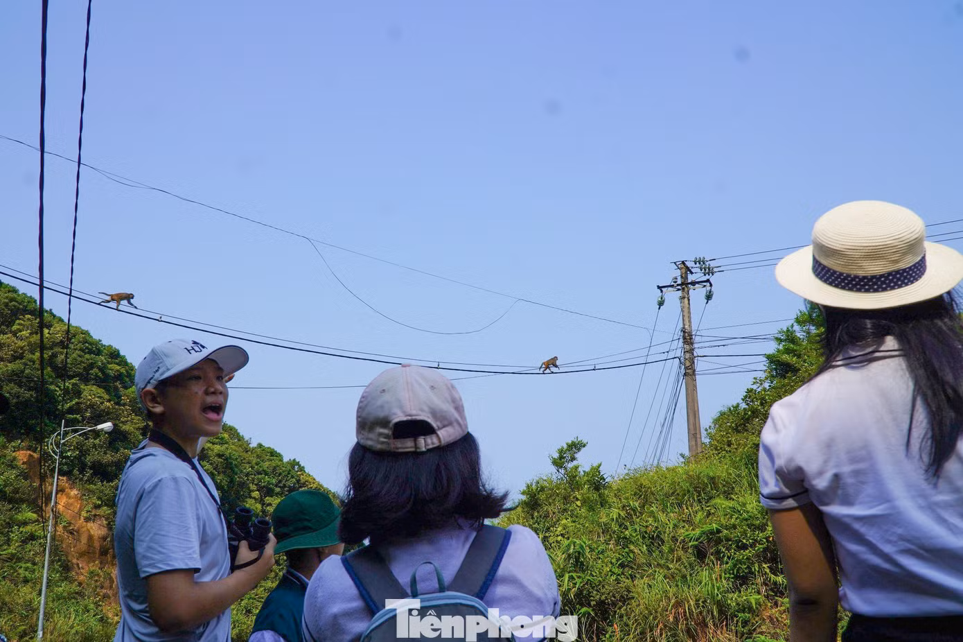 Khám phá các loài động, thực vật độc đáo ở Sơn Trà, đặc biệt là voọc chà vá chân nâu