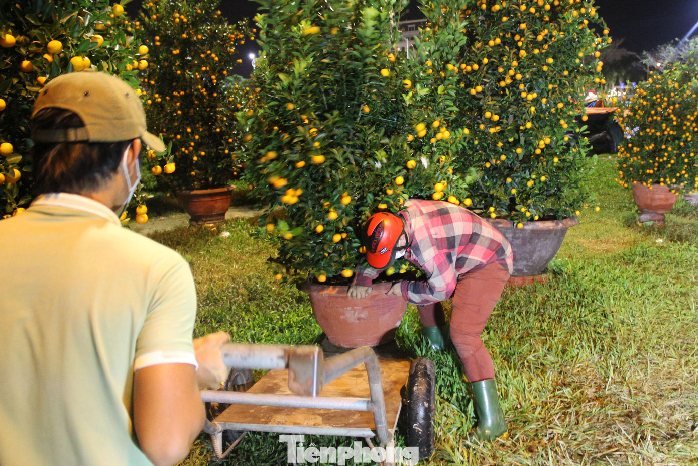 Hàng trăm chậu hoa đủ loại im lìm "tắm" sương đêm, chỉ thi thoảng, một chậu quất, chậu mai được "chốt" bán theo khách về nhà Hàng trăm chậu hoa đủ loại im lìm "tắm" sương đêm, chỉ thi thoảng, một chậu quất, chậu mai được "chốt" bán theo khách về nhà