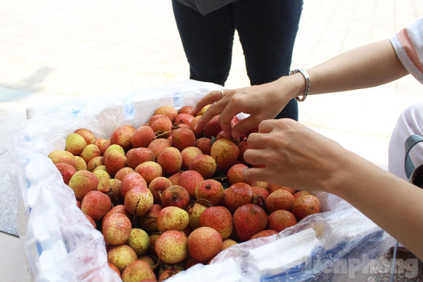 Theo ông Mai Minh Vương, UV Ban thường vụ Hội Doanh nhân trẻ TP Đà Nẵng, theo đúng lịch trình, 2 container vải này sẽ được chuyển vào TP Hồ Chí Minh để bán, tuy nhiên, thành phố này đang giãn cách vì dịch bùng phát nên thông qua kênh của Hội Doanh nhân trẻ Việt Nam, Đà Nẵng đã nhận về để bán hỗ trợ nông dân Bắc Giang.