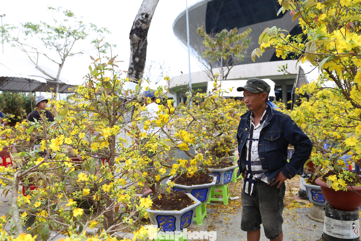 Năm nay, anh Thân Minh Tuấn (44 tuổi, TX An Nhơn, Bình Định) chở ra Đà Nẵng 100 gốc mai thế. Đến ngày cuối năm, gian hàng của anh vẫn còn ế hơn một nửa. Ngán ngẩm nhìn những gốc mai đã nở bung, anh Tuấn đại hạ giá 700.000/gốc mai.
