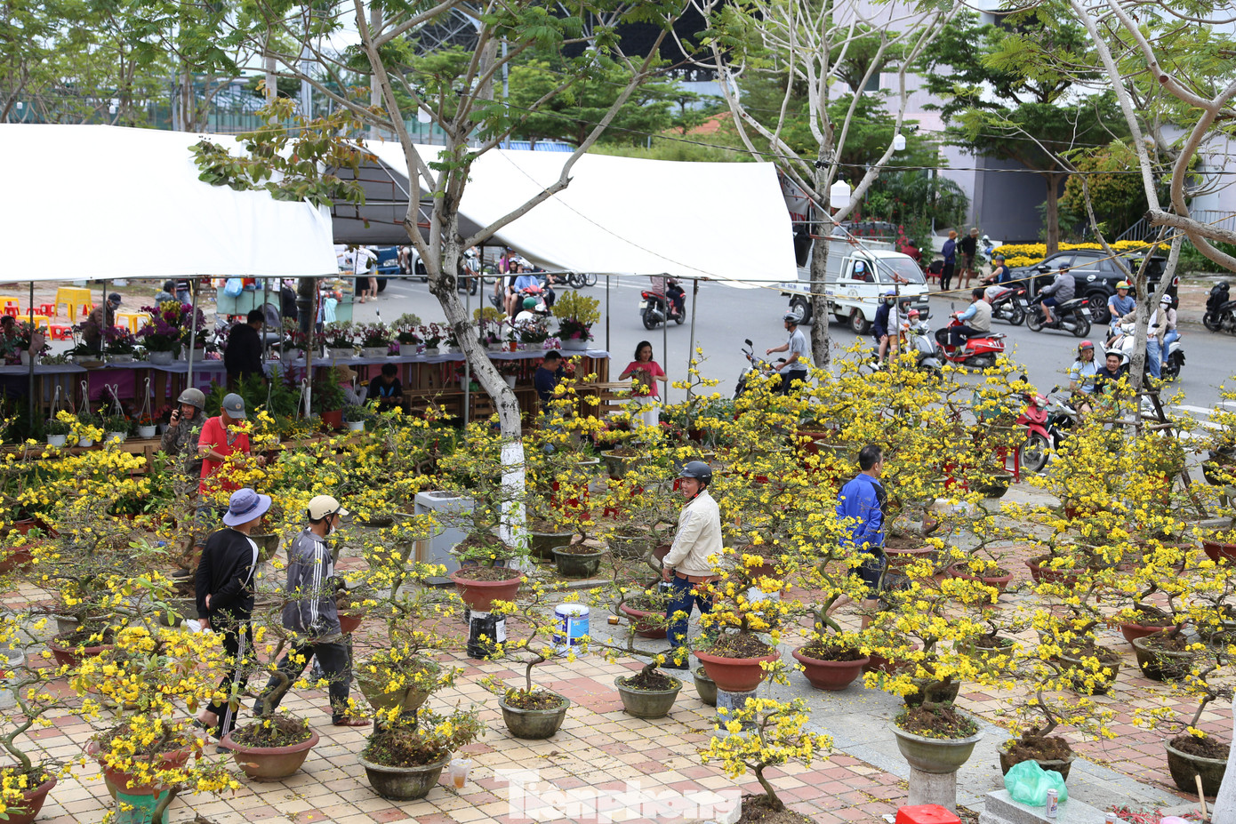 Hàng chục gốc mai nằm chờ khách từ 22 tháng Chạp đến nay đã nở bung do thời tiết nắng nóng của Đà Nẵng những ngày qua.