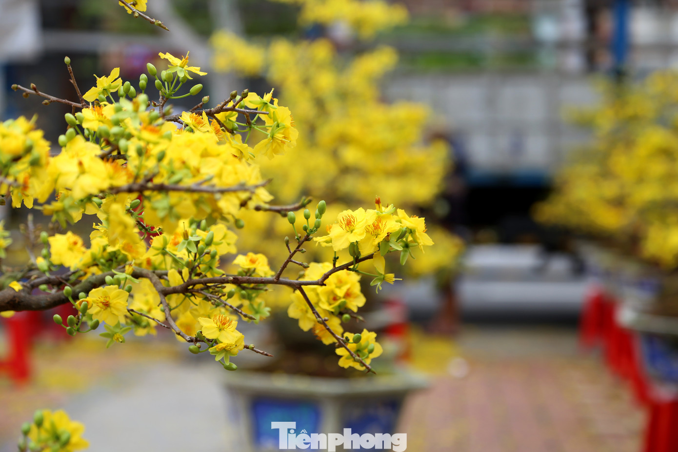 Mai "cười" nhưng các chủ vườn thì "héo". Chuyến hàng hoa Tết năm nay, đa phần đều ngậm ngùi chịu lỗ.