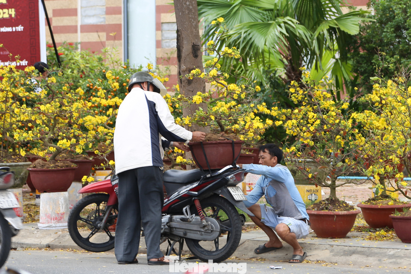 Nhà đã có sẵn 2 cây mai chưng Tết nhưng đứng trước bãi hoa mai treo biển đồng giá, ông cũng lưỡng lự đôi phần. "Thấy giá hoa mà xót xa cho các nhà vườn, cả năm chăm bẵm chỉ chờ một vụ Tết. Với mức giá tốt như thế này, chắc tôi cũng sẽ lựa một chậu để về chưng Tết", ông Dũng cho hay.