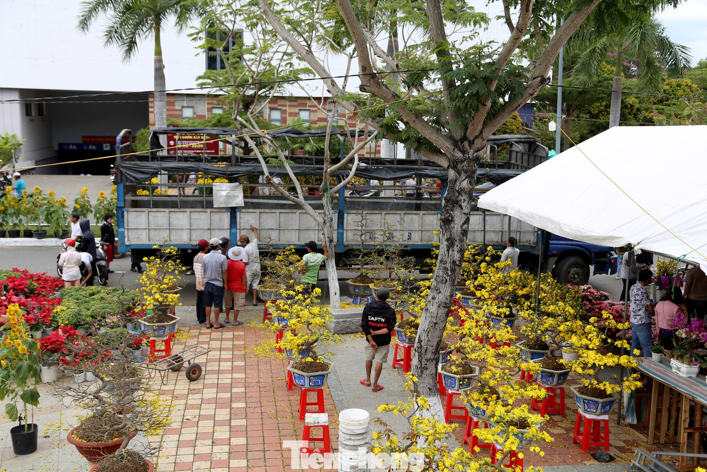 Trái với anh Tuấn, nhiều chủ vườn ở Bình Định quyết định kêu xe tải, chở mai về từ trưa 30 Tết, chứ không chờ đợi đến tối muộn.