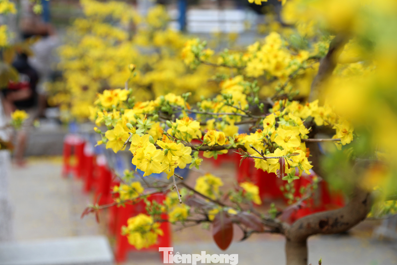 Mai "cười" nhưng các chủ vườn thì "héo". Chuyến hàng hoa Tết năm nay, đa phần đều ngậm ngùi chịu lỗ.