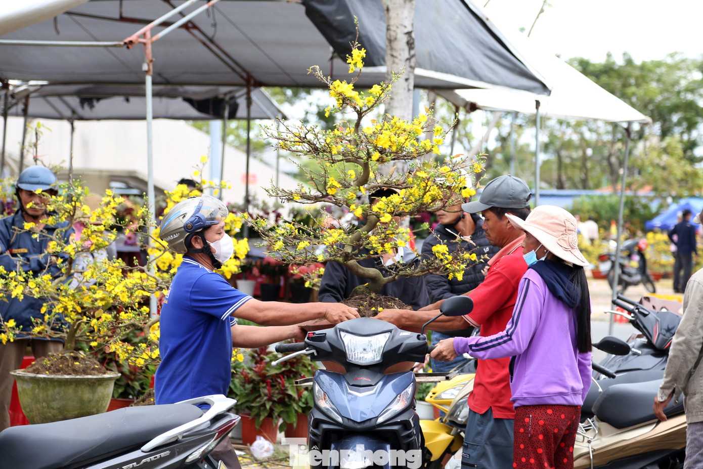 Nhà đã có sẵn 2 cây mai chưng Tết nhưng đứng trước bãi hoa mai treo biển đồng giá, ông cũng lưỡng lự đôi phần. "Thấy giá hoa mà xót xa cho các nhà vườn, cả năm chăm bẵm chỉ chờ một vụ Tết. Với mức giá tốt như thế này, chắc tôi cũng sẽ lựa một chậu để về chưng Tết", ông Dũng cho hay.