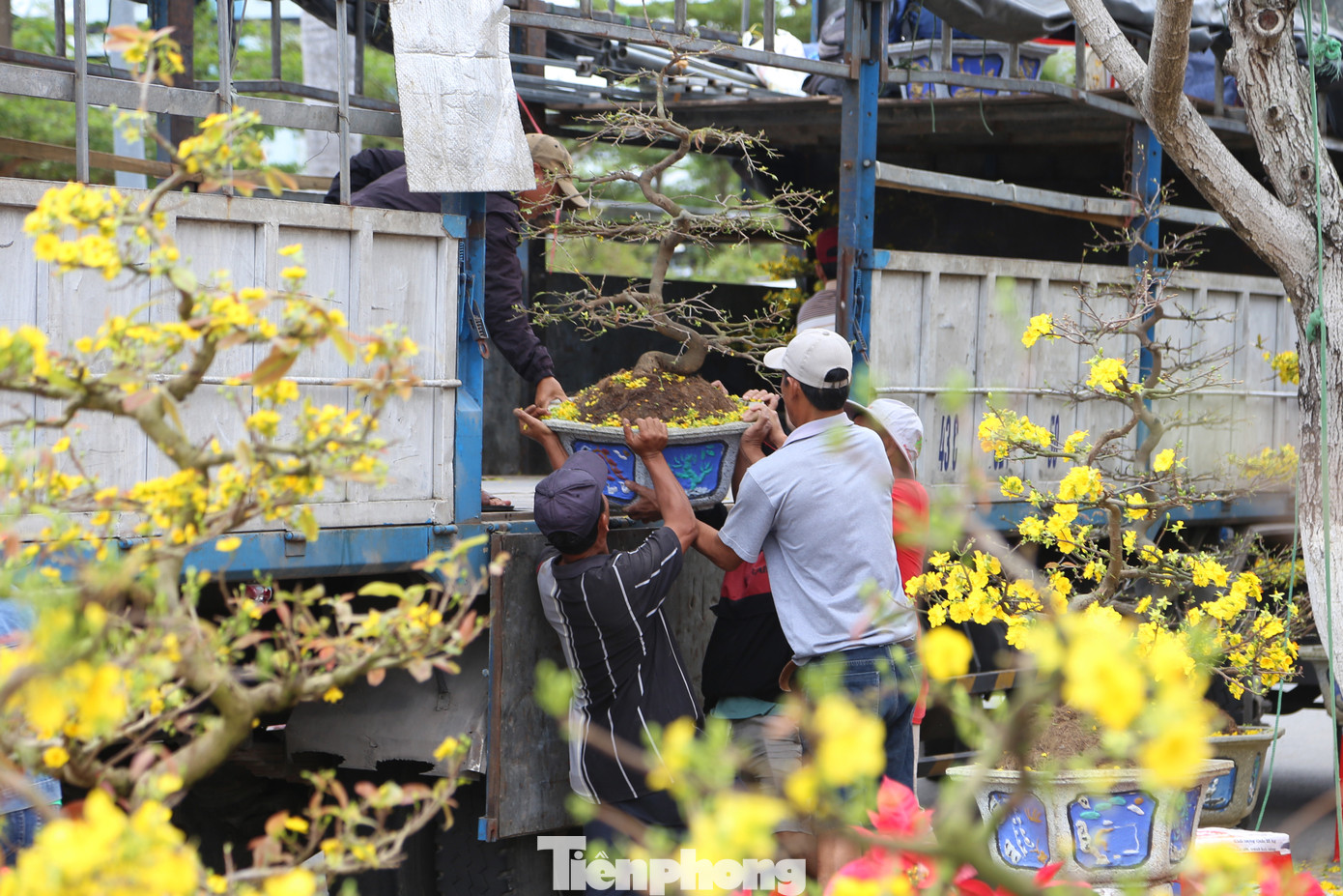 Những chậu mai được cẩn thận chất lên xe tải, chở về Bình Định để chờ đợi mùa hoa Tết tiếp theo. "Như tụi tui còn lấy công làm lãi, ế thì mình chịu, chứ như thương lái mua về bán lại thì điêu đứng", một chủ vườn mai ở TX An Nhơn (Bình Định) chia sẻ.