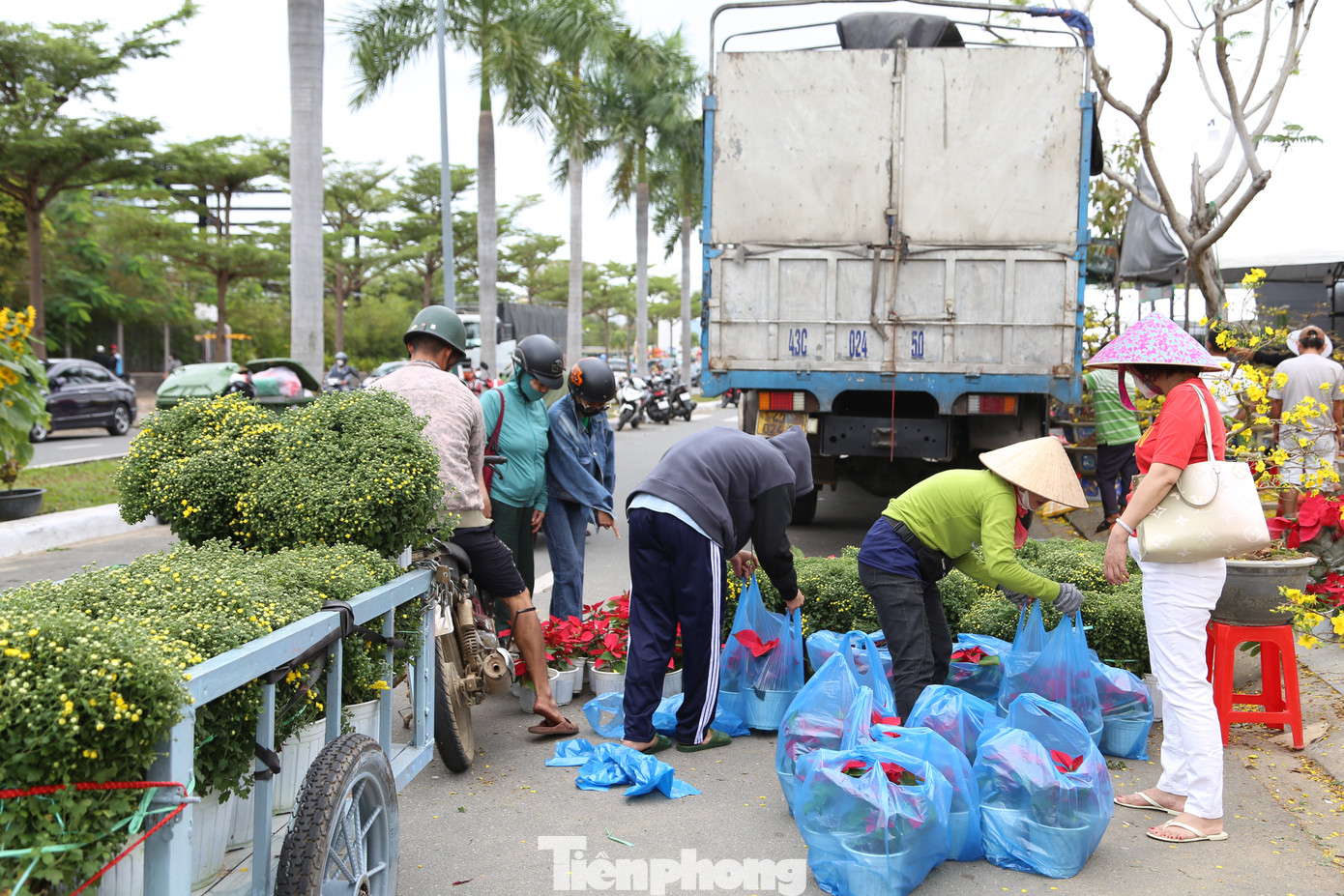 Các loại hoa trang trí như lan hồ điệp, mâm xôi, xác pháo, trạng nguyên... cũng được tiểu thương xả hàng đồng giá, như: mâm xôi 200.000 đồng/cặp, trạng nguyên 50.000 đồng/chậu...