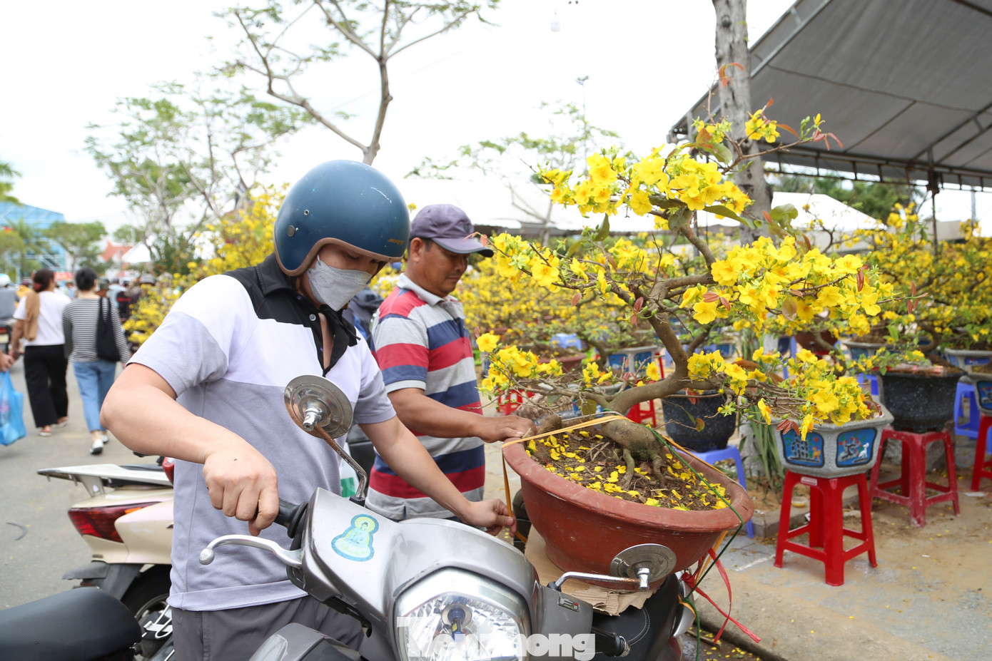 Nhà đã có sẵn 2 cây mai chưng Tết nhưng đứng trước bãi hoa mai treo biển đồng giá, ông cũng lưỡng lự đôi phần. "Thấy giá hoa mà xót xa cho các nhà vườn, cả năm chăm bẵm chỉ chờ một vụ Tết. Với mức giá tốt như thế này, chắc tôi cũng sẽ lựa một chậu để về chưng Tết", ông Dũng cho hay.