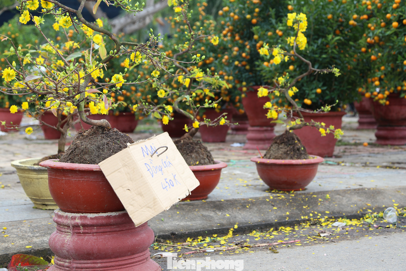 Rất nhiều người tranh thủ ngày cuối năm, ghé chợ hoa để thăm thú nhưng cũng "chốt" được vài chậu mang về bởi giá cả quá hợp lý. Sáng cuối năm, ông Phạm Dũng (phường Mỹ An, quận Ngũ Hành Sơn) cùng gia đình đi dạo chợ hoa Tết.