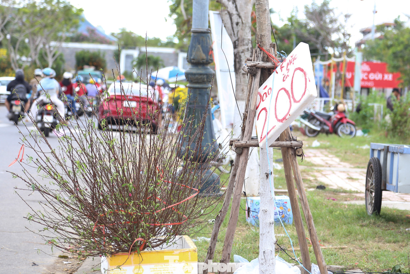 Những tấm biển đồng giá được treo khắp chợ hoa Tết Đà Nẵng.