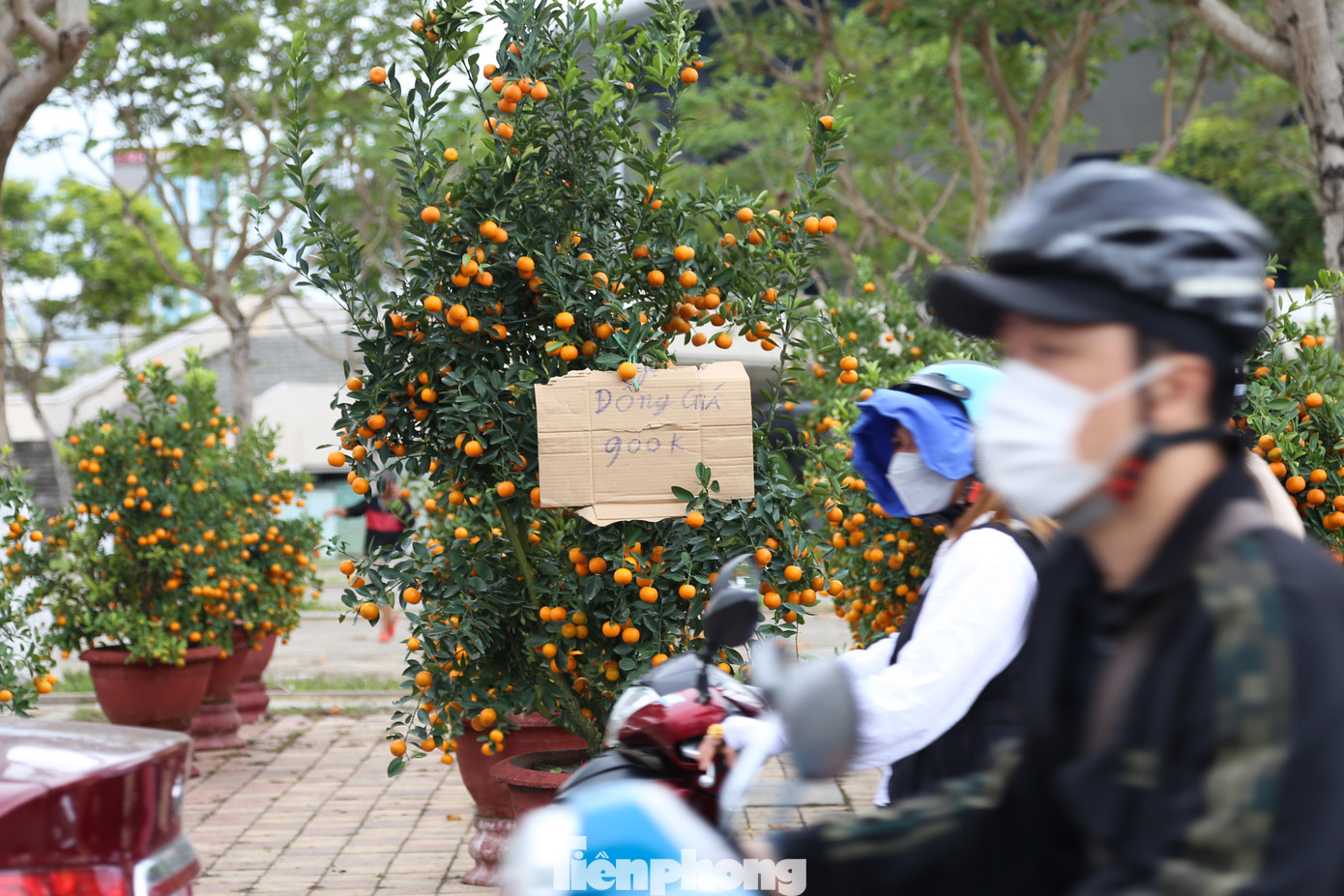 Những tấm biển đồng giá được treo khắp chợ hoa Tết Đà Nẵng.