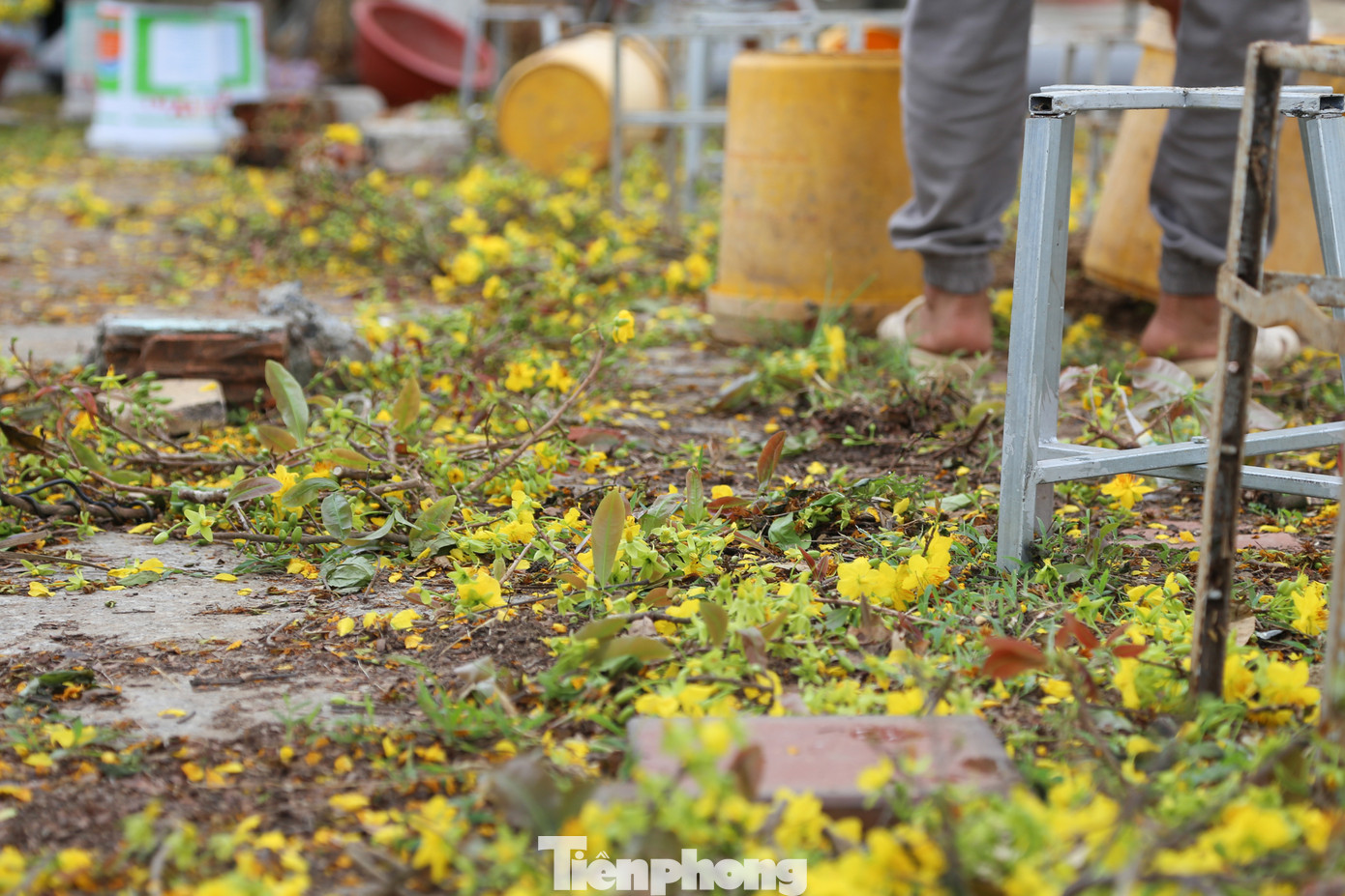 Ngậm ngùi cắt tỉa hết những cành mai đang nở, chị Hoàng Nhung (39 tuổi, quê ở Bình Định) cho biết năm nay, gia đình chị chở ra Đà Nẵng gần 100 chậu mai, cũng chỉ bán được non nửa. "Chưa thấy năm nào ế như năm nay, đã vậy, sức mua còn rất chậm. Có ngồi thêm đến tối chắc cũng không khá khẩm hơn nên tui cắt bông để bốc lên xe chở về", chị Nhung nói.