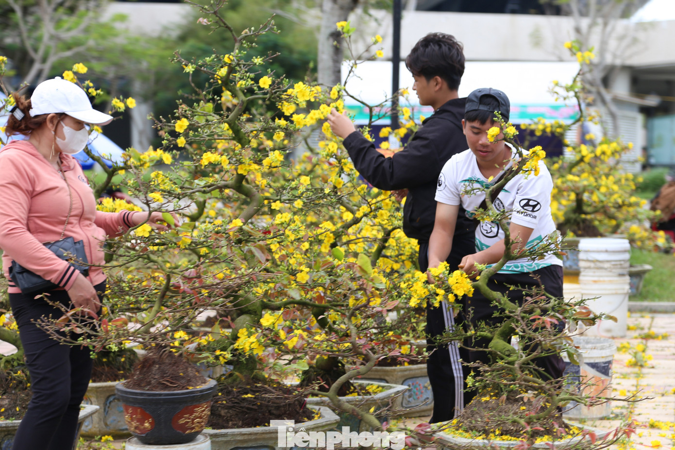 Ngậm ngùi cắt tỉa hết những cành mai đang nở, chị Hoàng Nhung (39 tuổi, quê ở Bình Định) cho biết năm nay, gia đình chị chở ra Đà Nẵng gần 100 chậu mai, cũng chỉ bán được non nửa. "Chưa thấy năm nào ế như năm nay, đã vậy, sức mua còn rất chậm. Có ngồi thêm đến tối chắc cũng không khá khẩm hơn nên tui cắt bông để bốc lên xe chở về", chị Nhung nói.