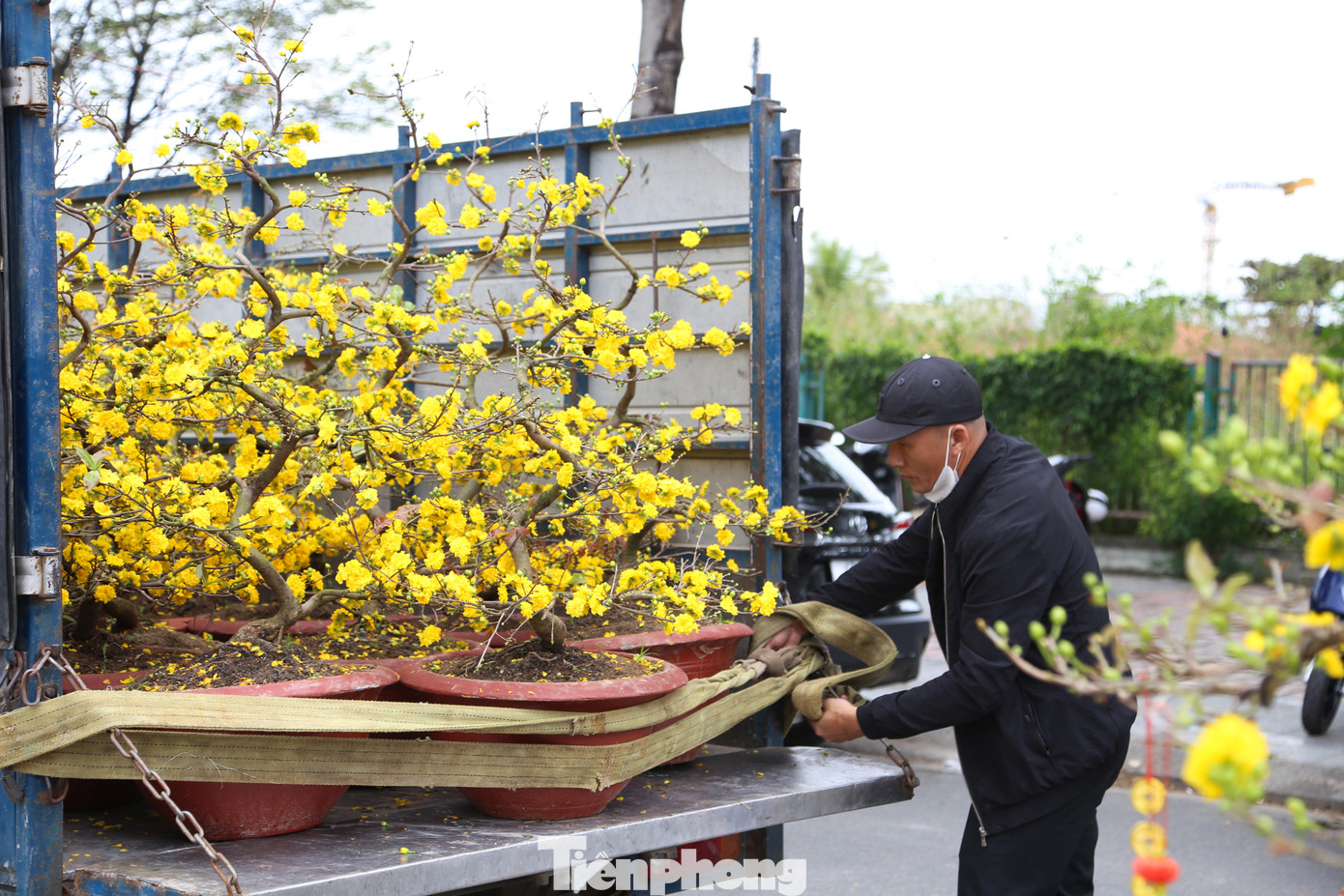 Nhiều nhà vườn ở Đà Nẵng cũng thuê xe tải cỡ nhỏ, cỡ vừa lũ lượt chở hết mai về lại vườn.